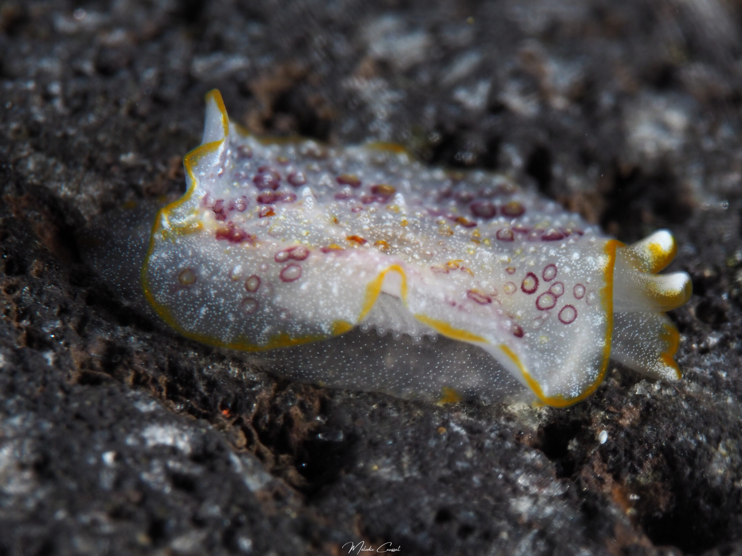 Pleurobranchus areolatus