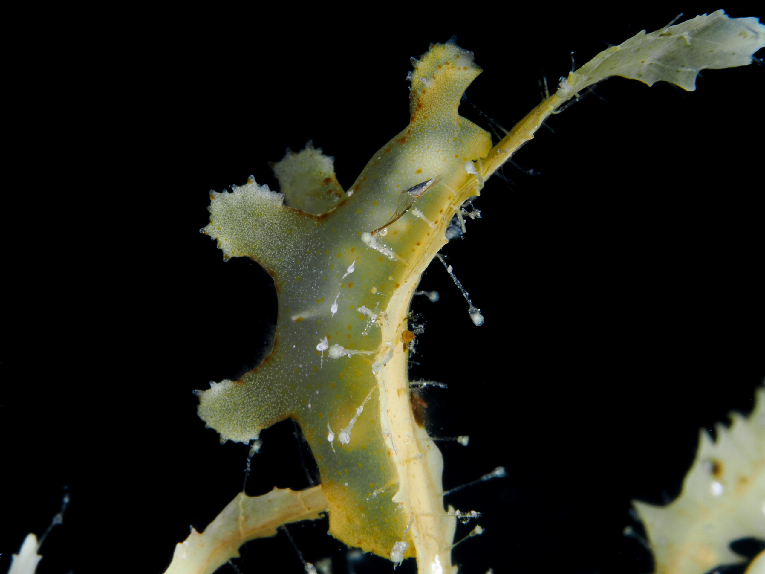 Scyllaea pelagica