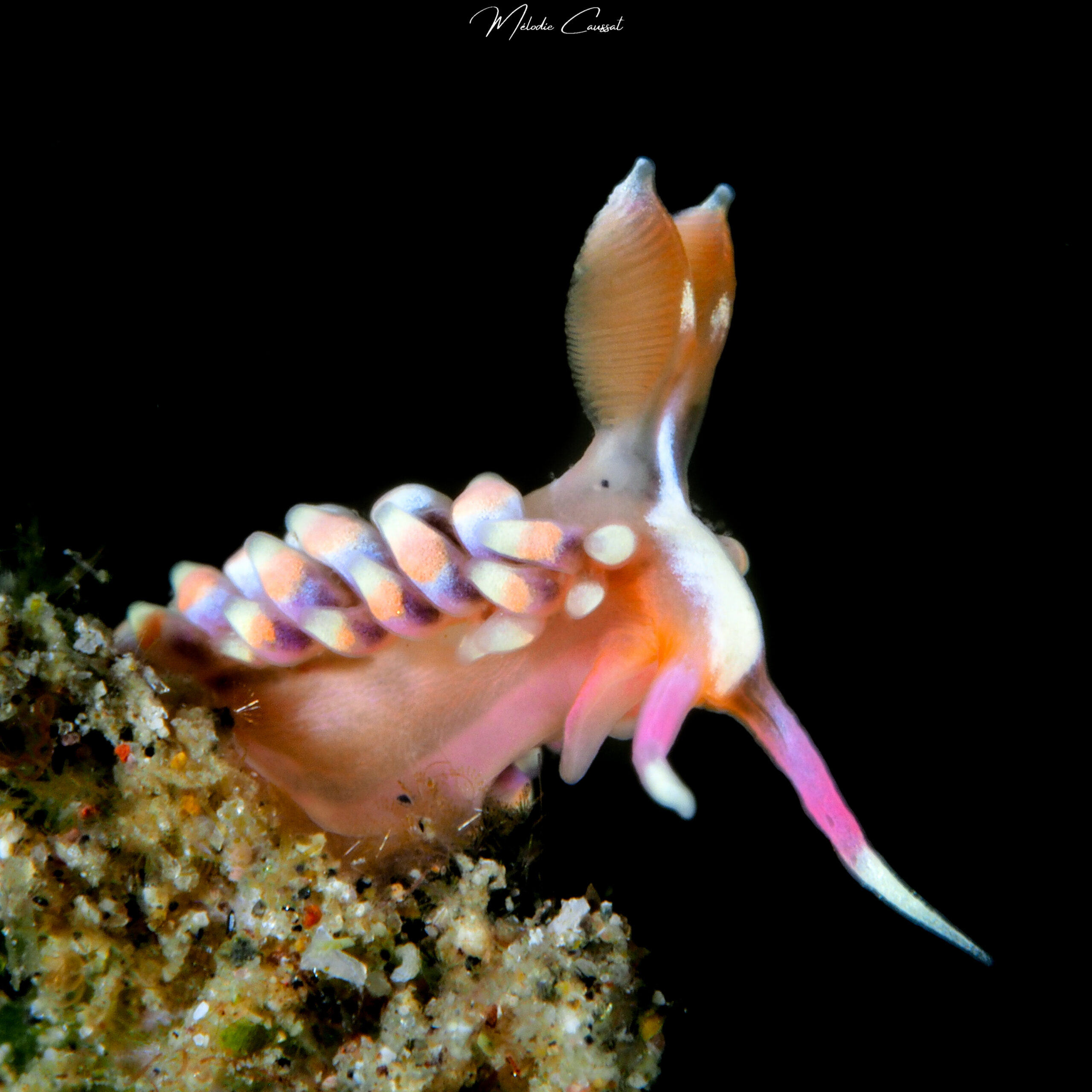 Babakina anadoni