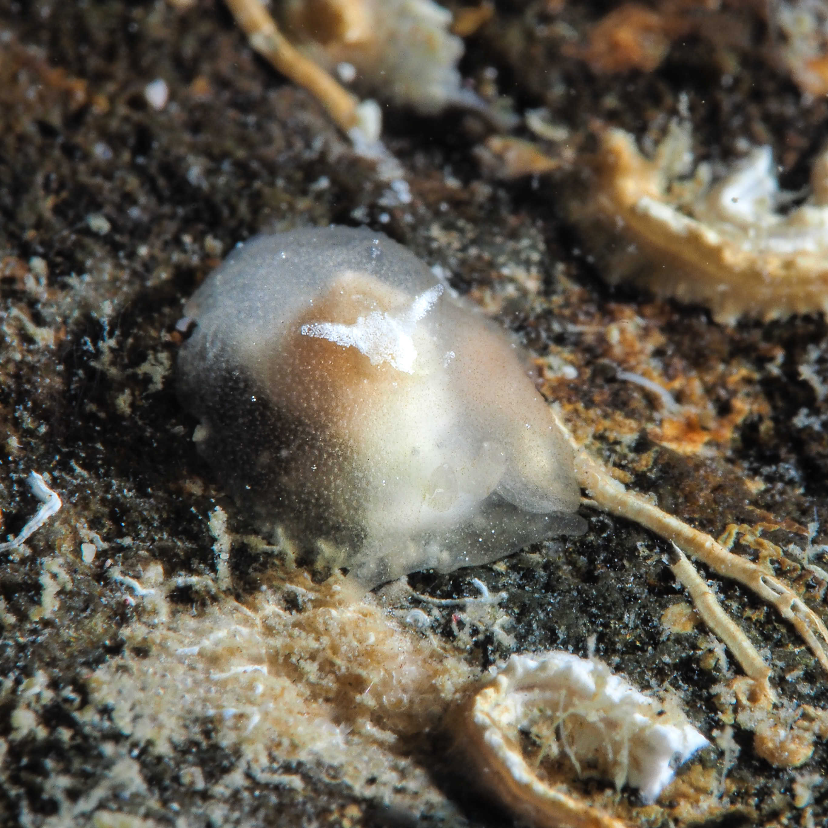Pleurehdera vialactea
