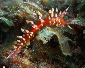 Coryphellina marcusorum