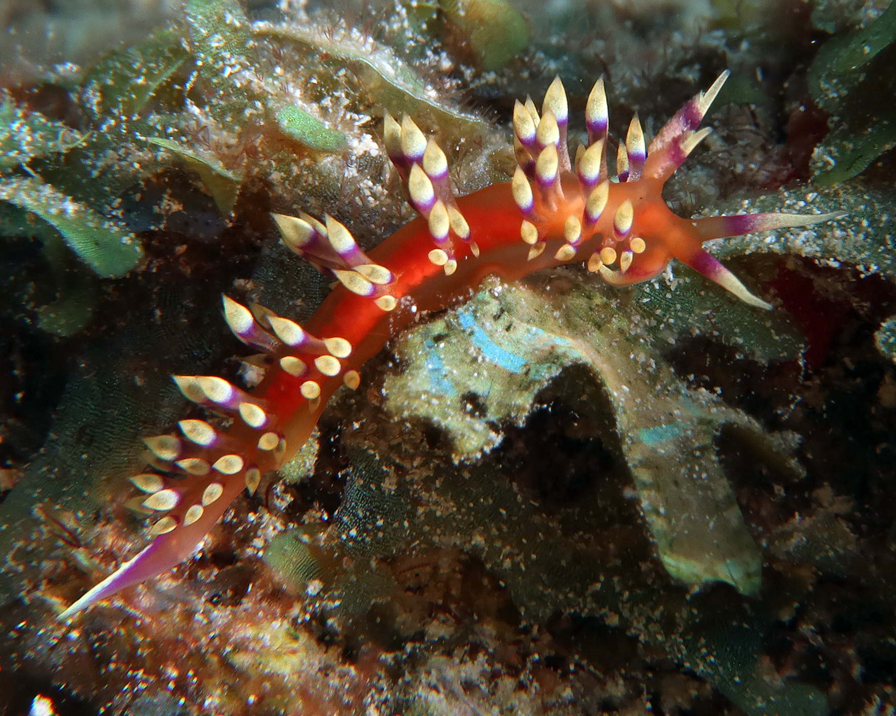 Coryphellina marcusorum