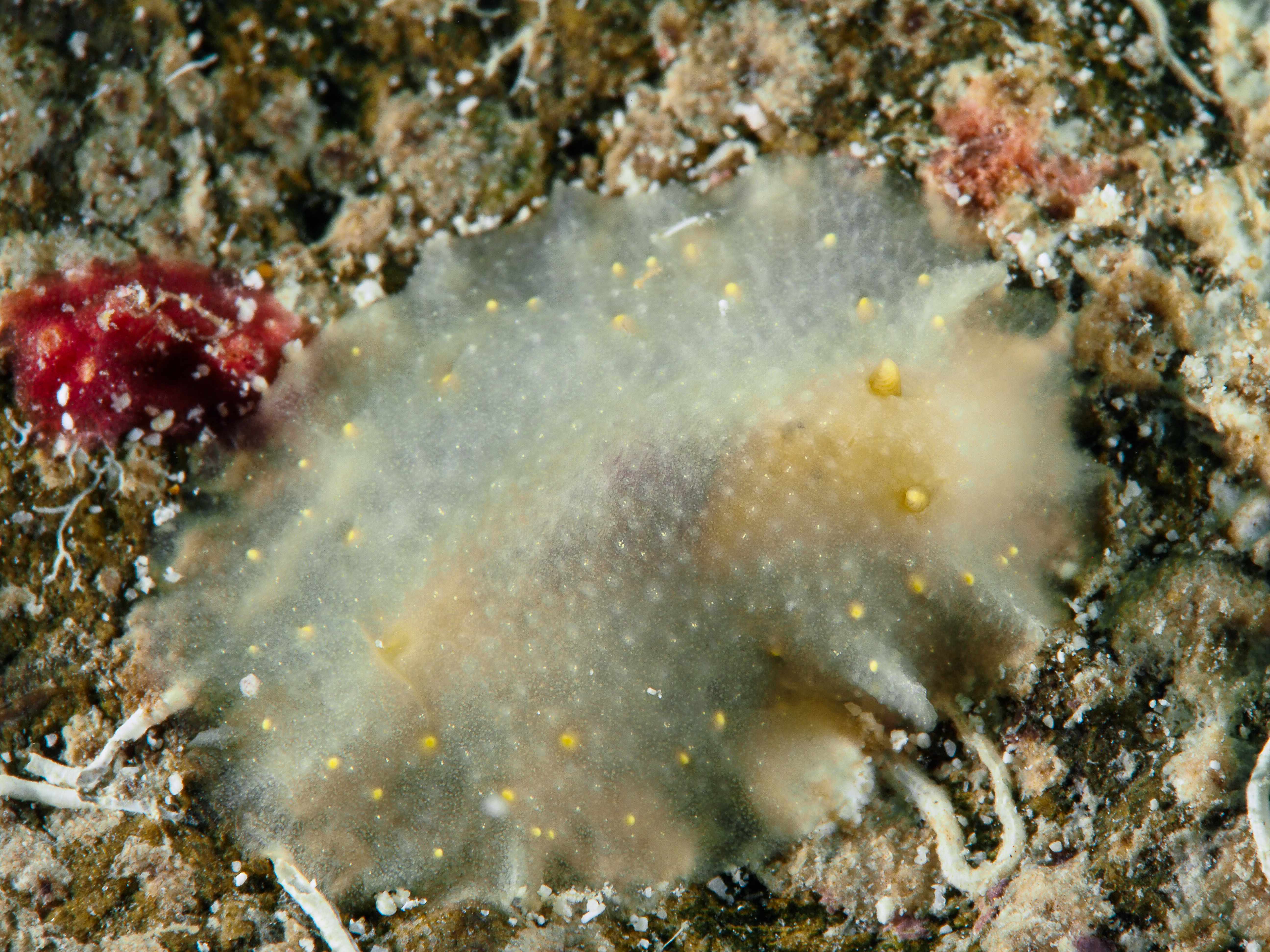 Cadlina rumia