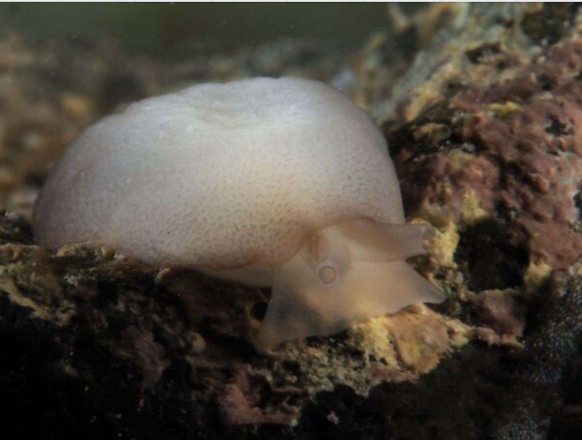 Berthella agassizii