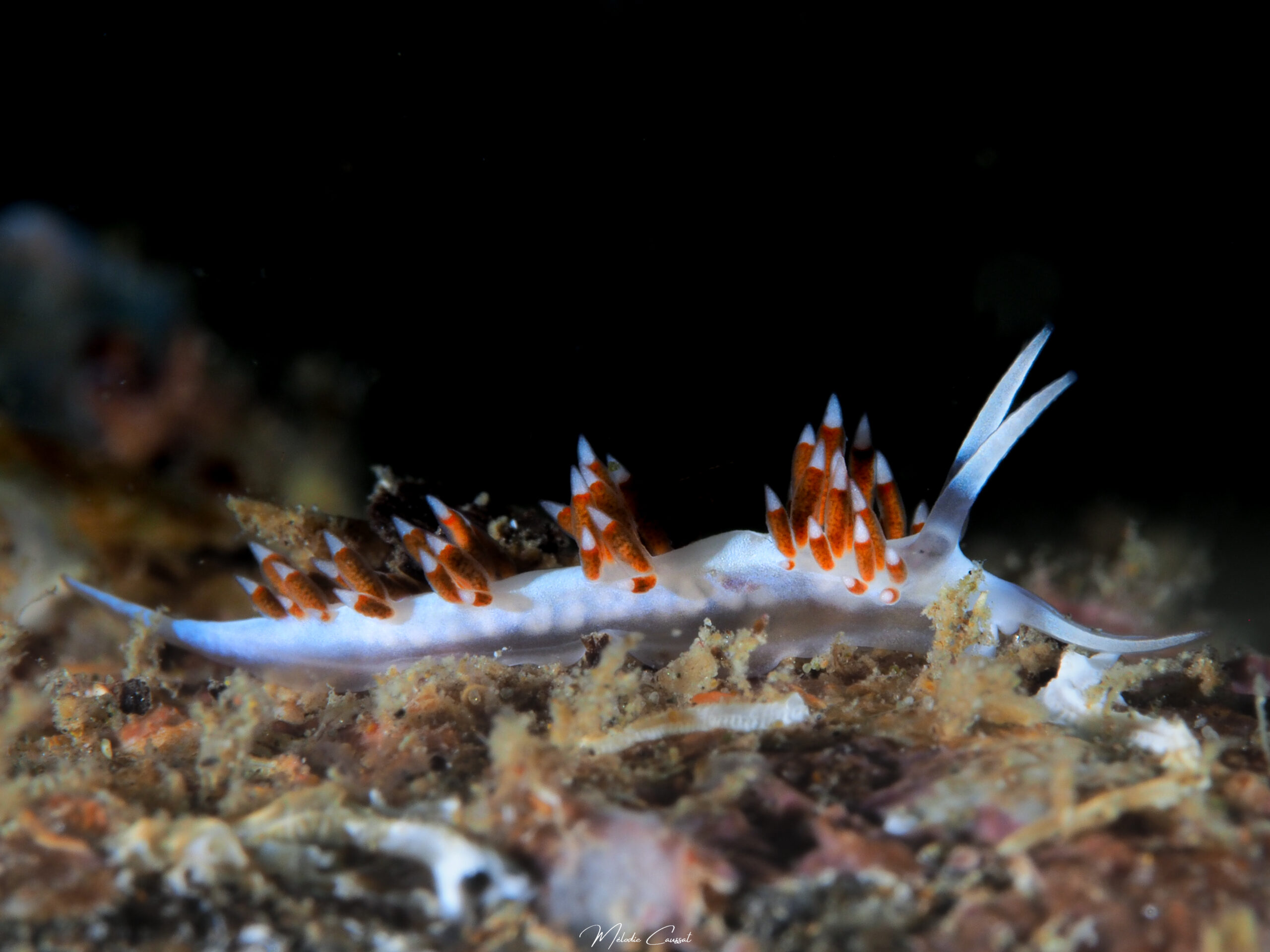 Flabellina dushia 