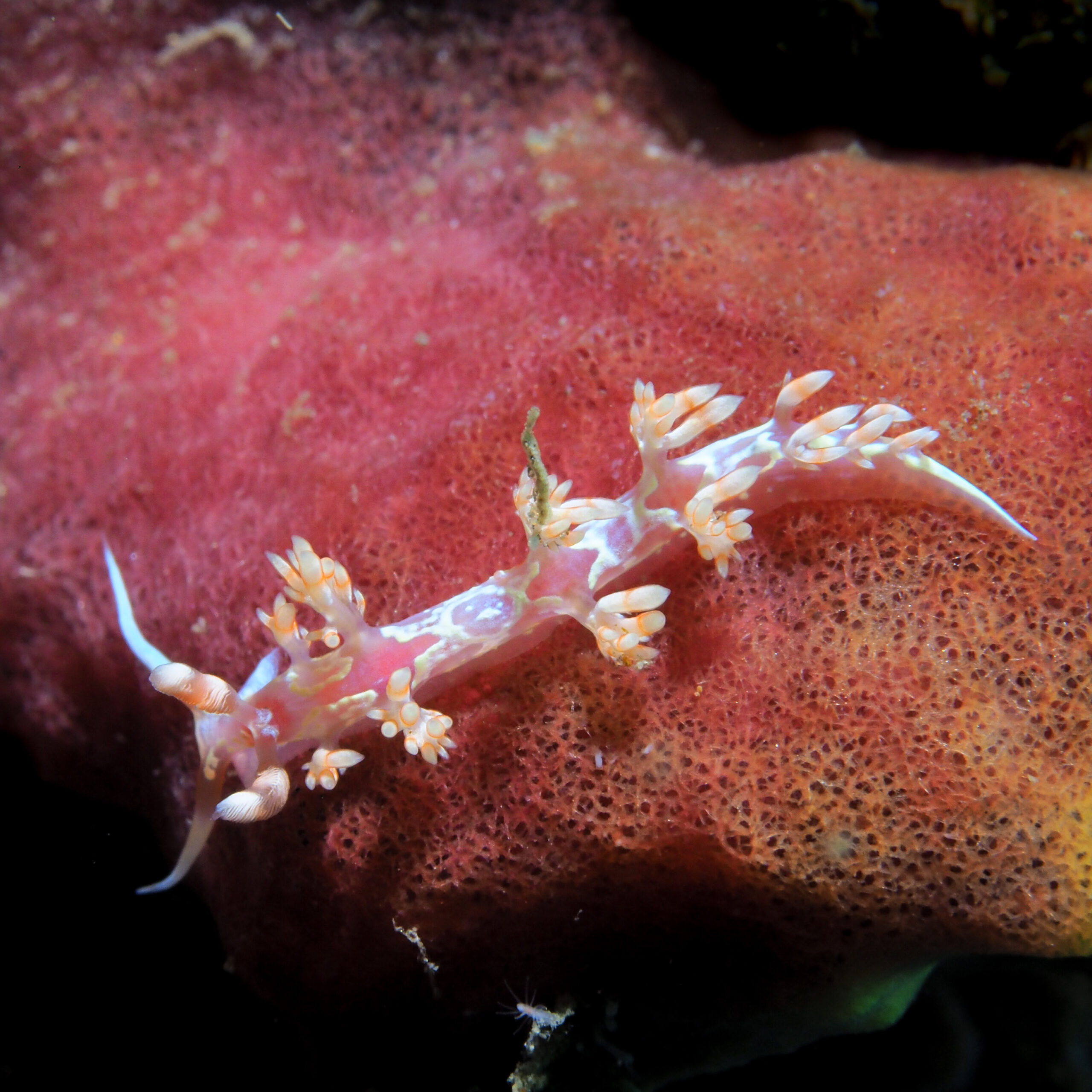Flabellina engeli