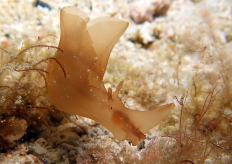 Aplysia sp.