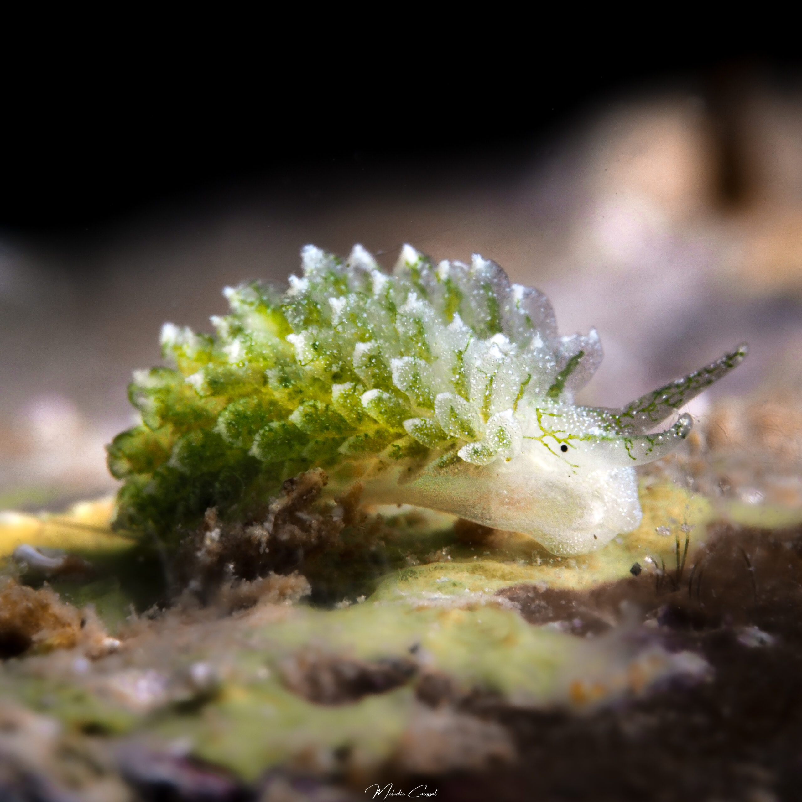 Ercolania coerulea