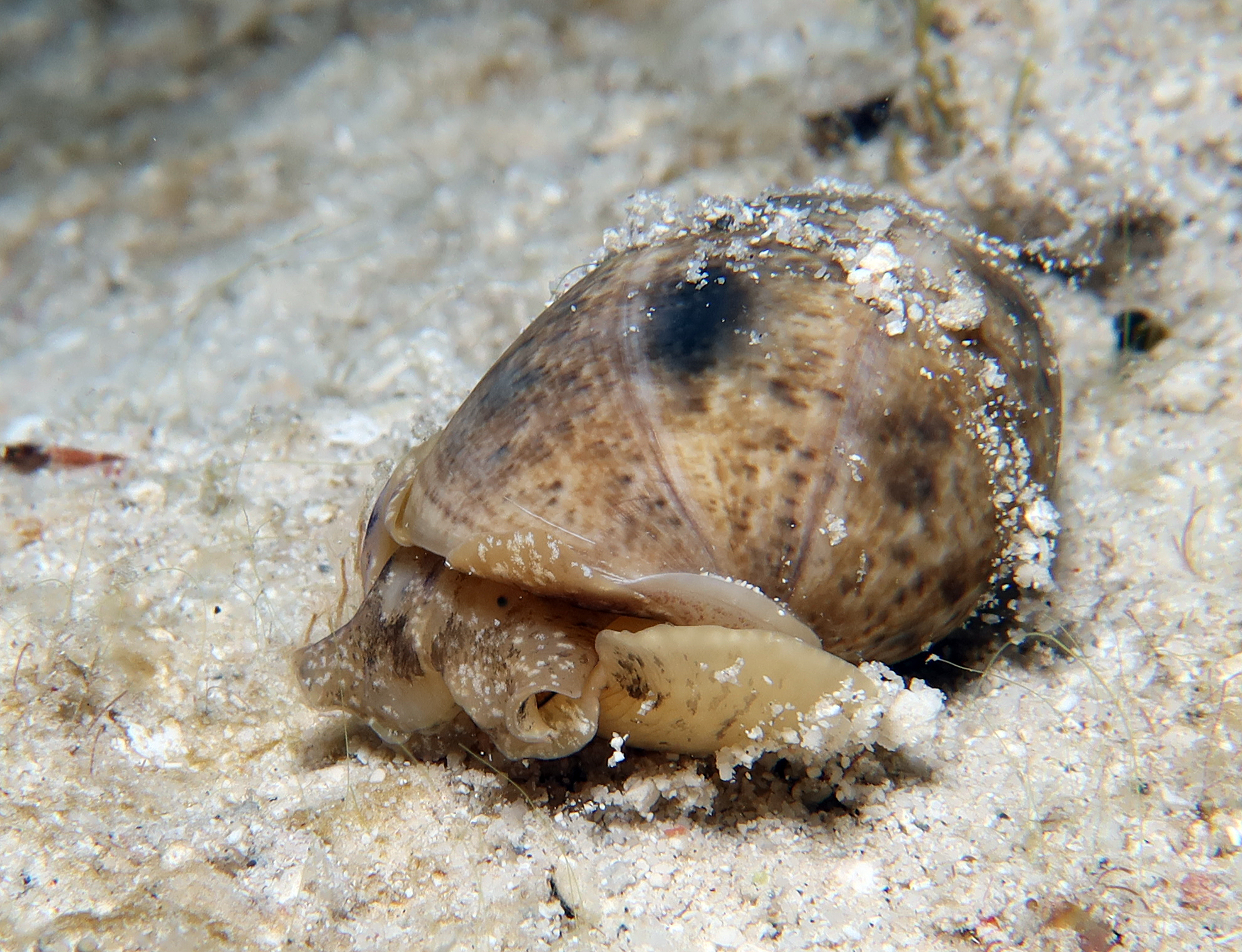 Bulla occidentalis