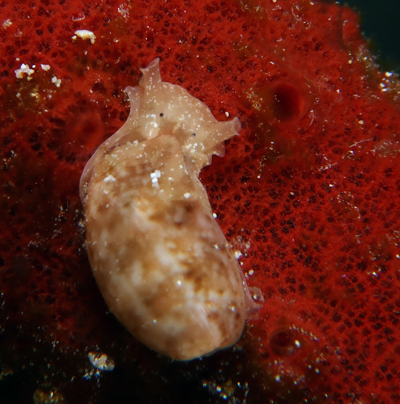 Bulla occidentalis