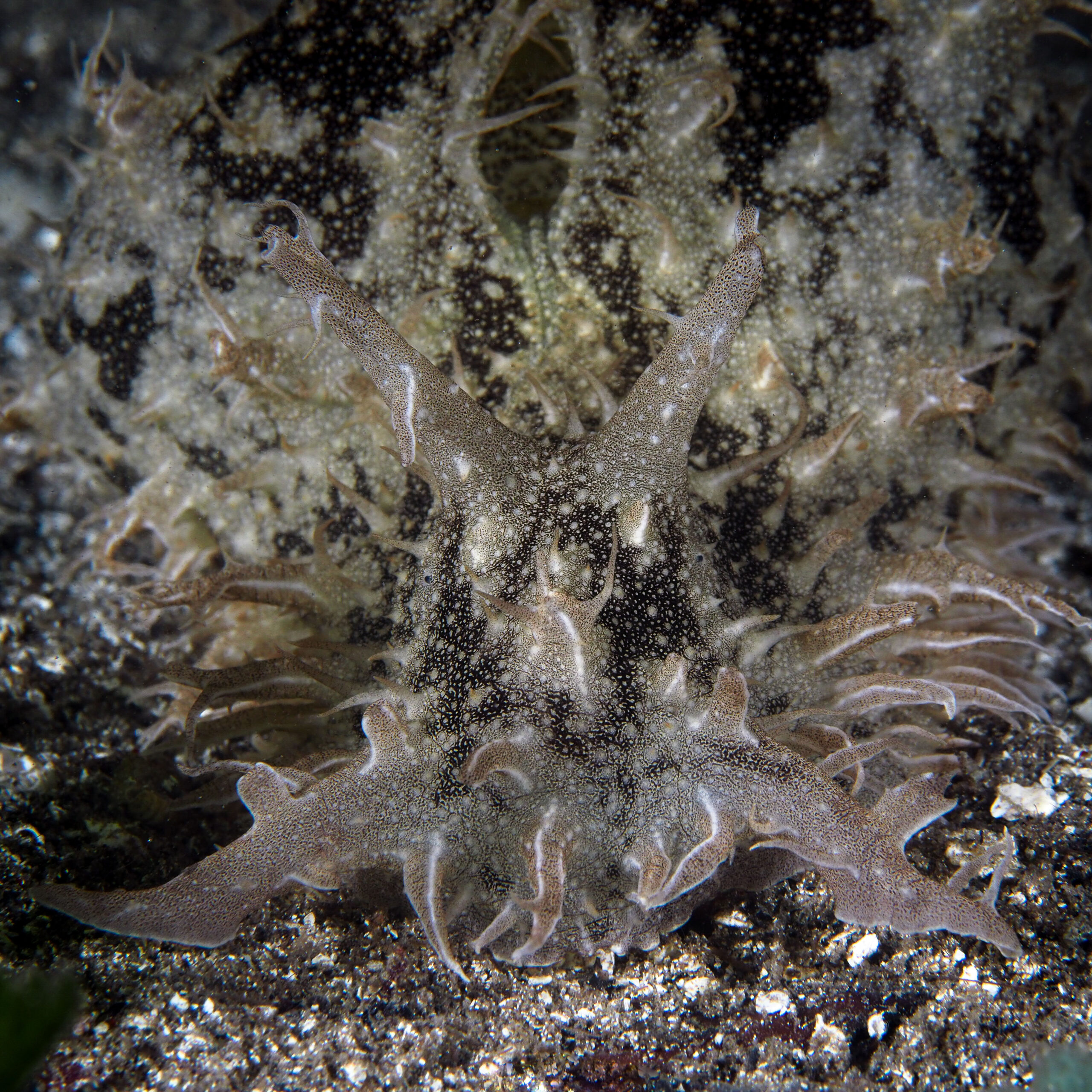 Bursatella leachii