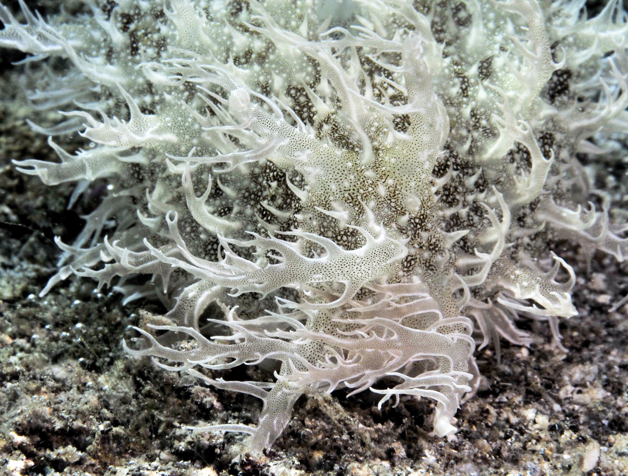 Bursatella leachii