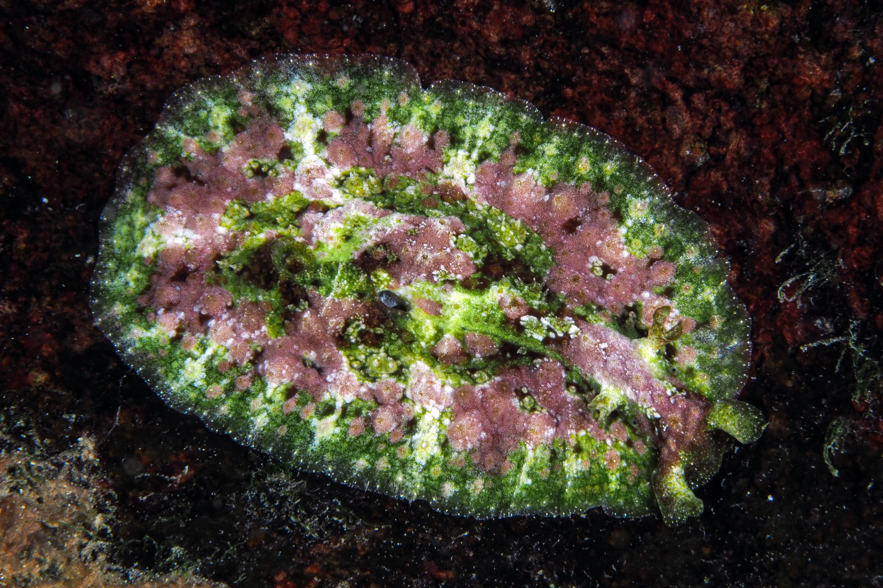 Dolabrifera sp.