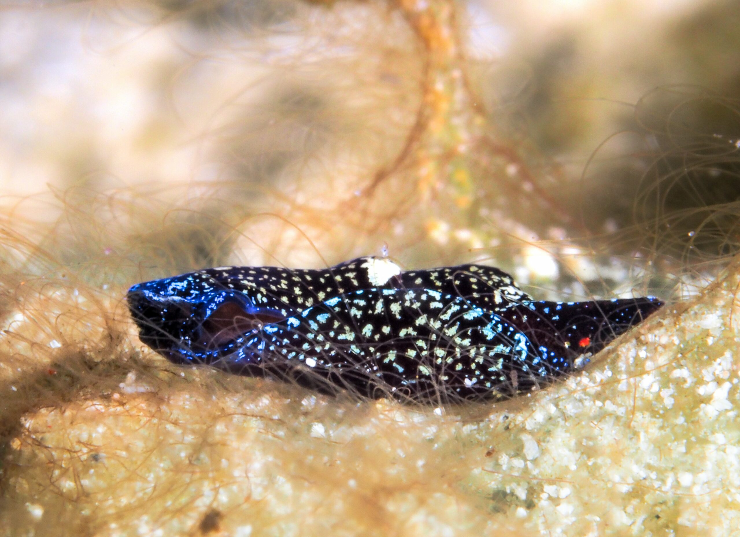 Camachoaglaja mariagordae