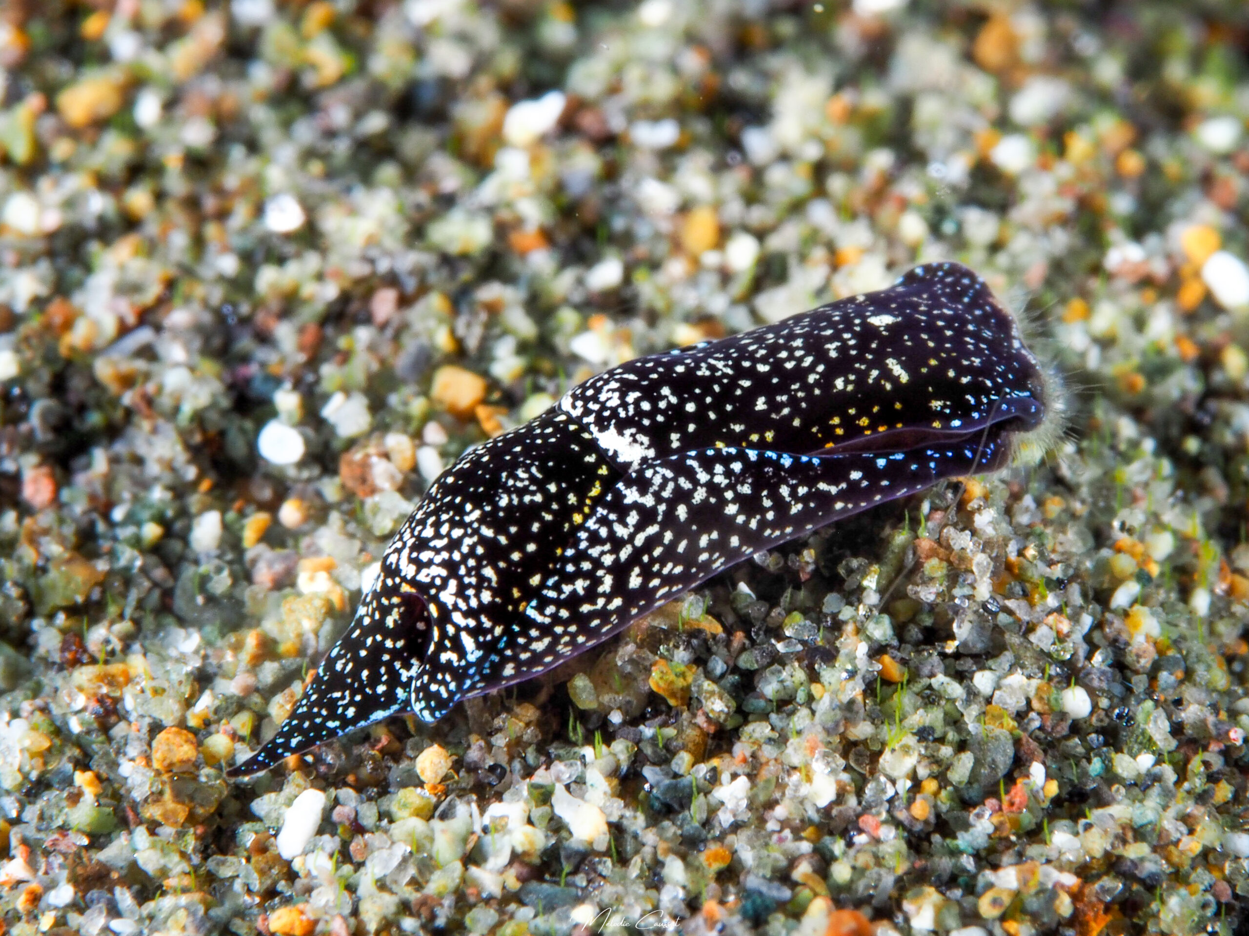 Camachoaglaja mariagordae