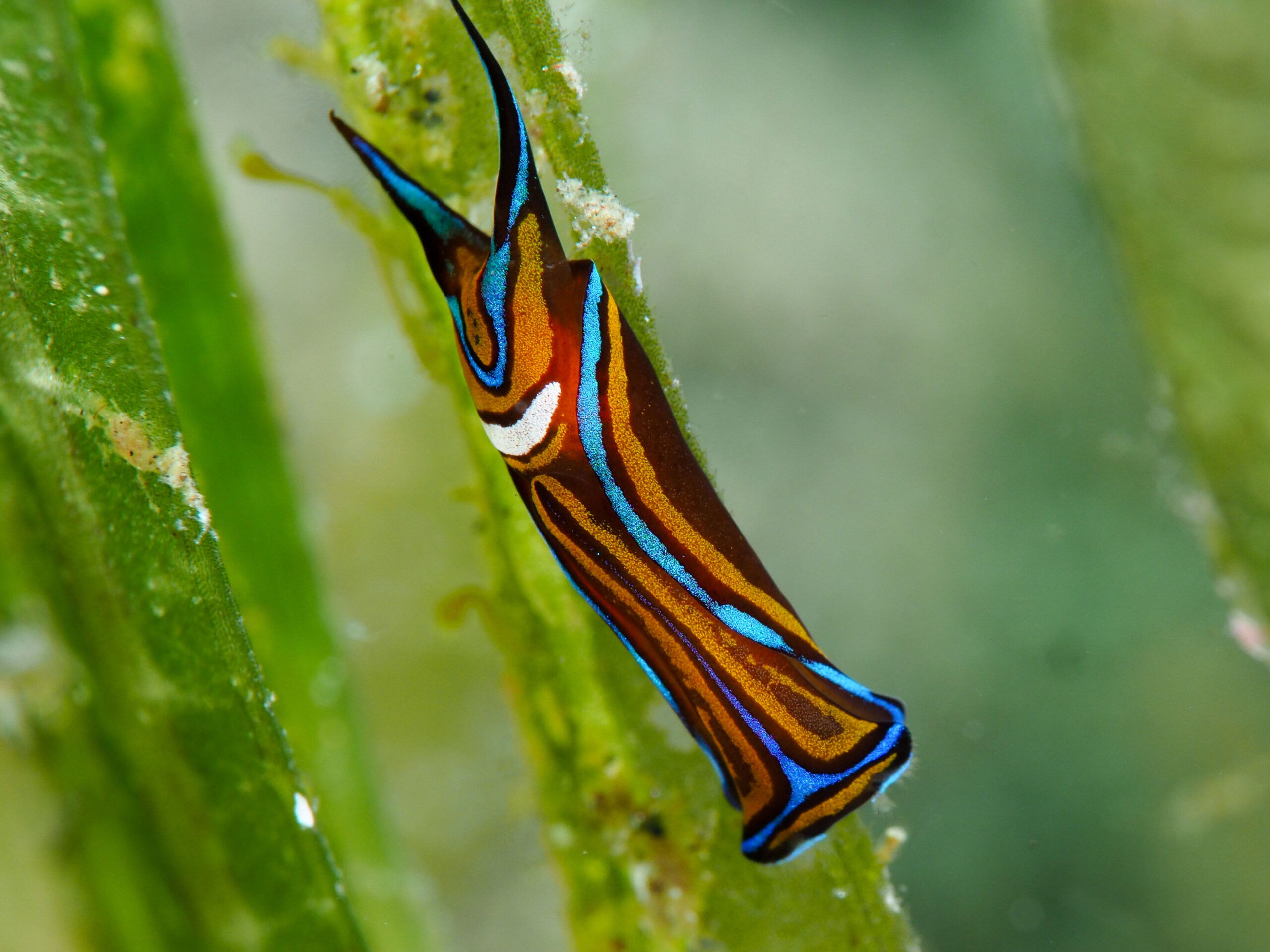 Chelidonura hirundinina