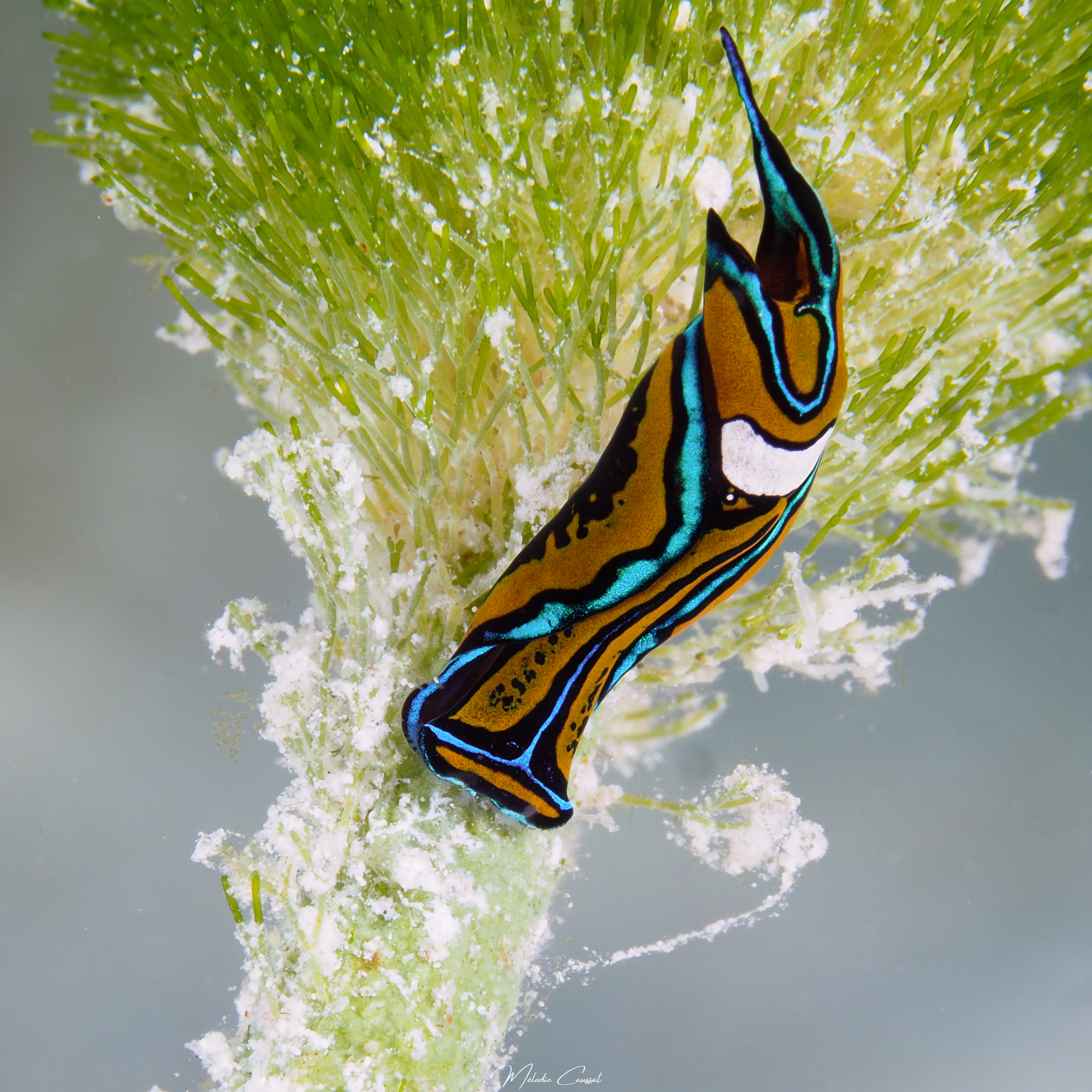 Chelidonura hirundinina