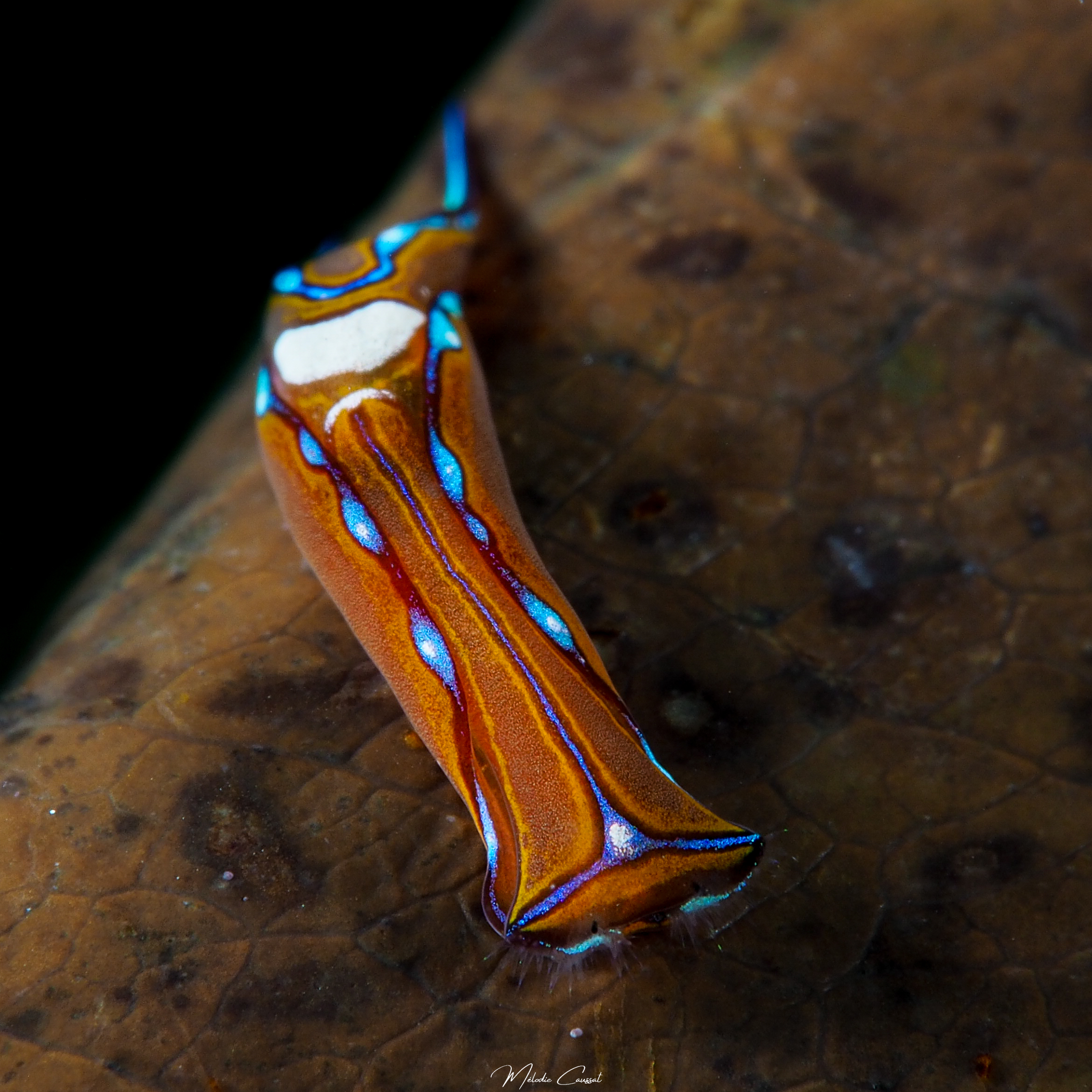 C. hirundinina