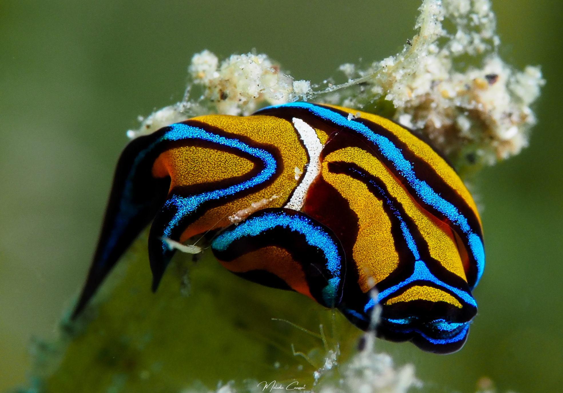 Chelidonura hirundinina