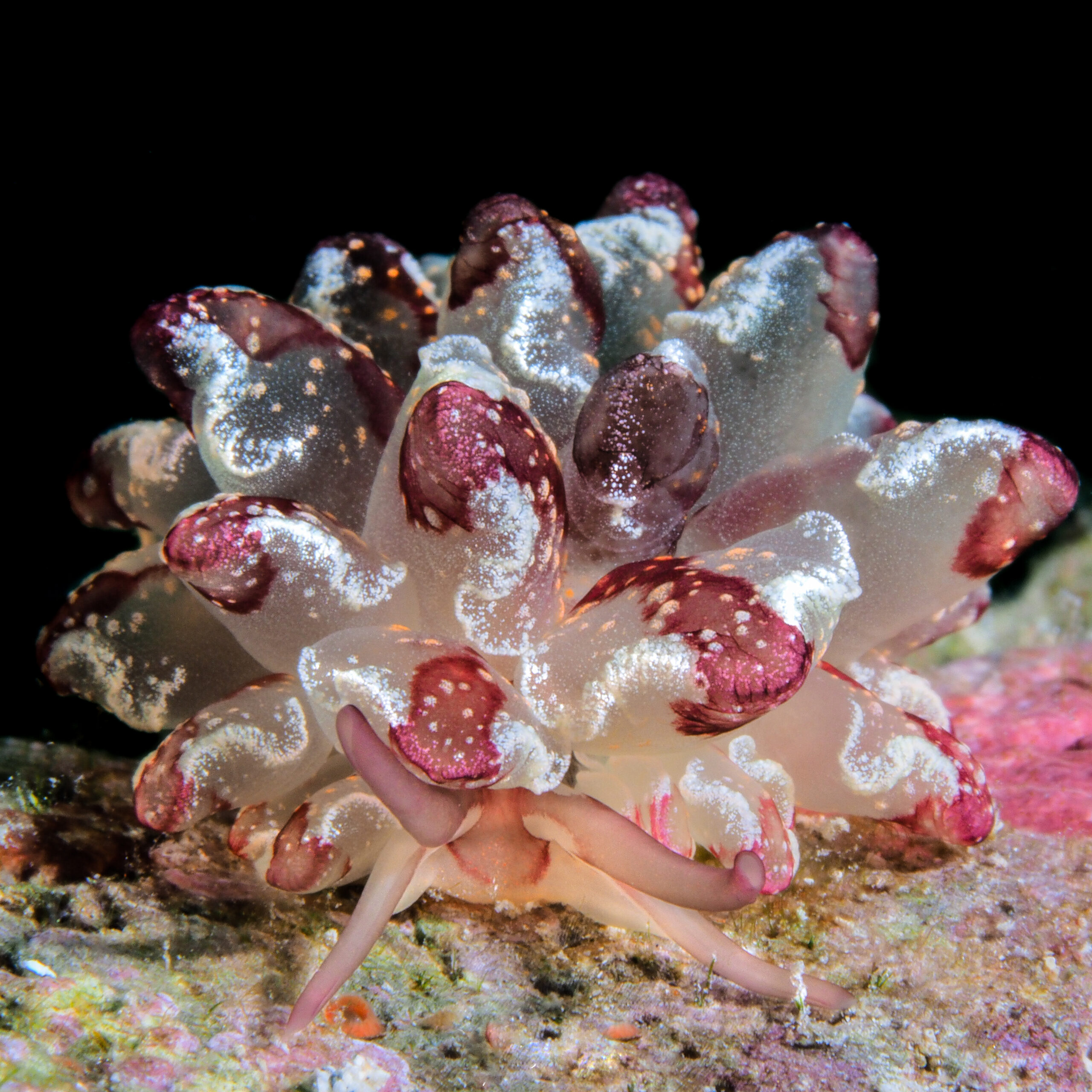 Cyerce cristallina