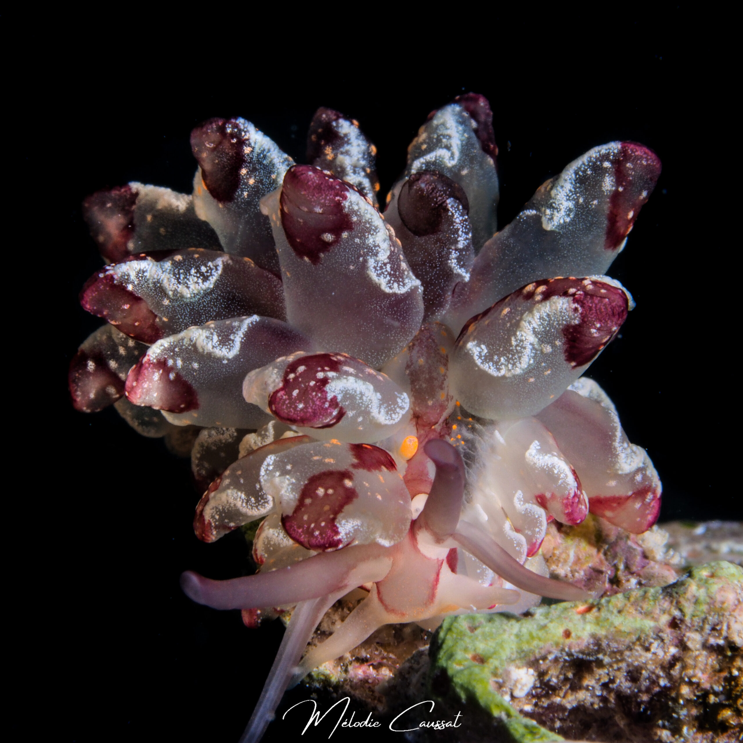 Cyerce cristallina