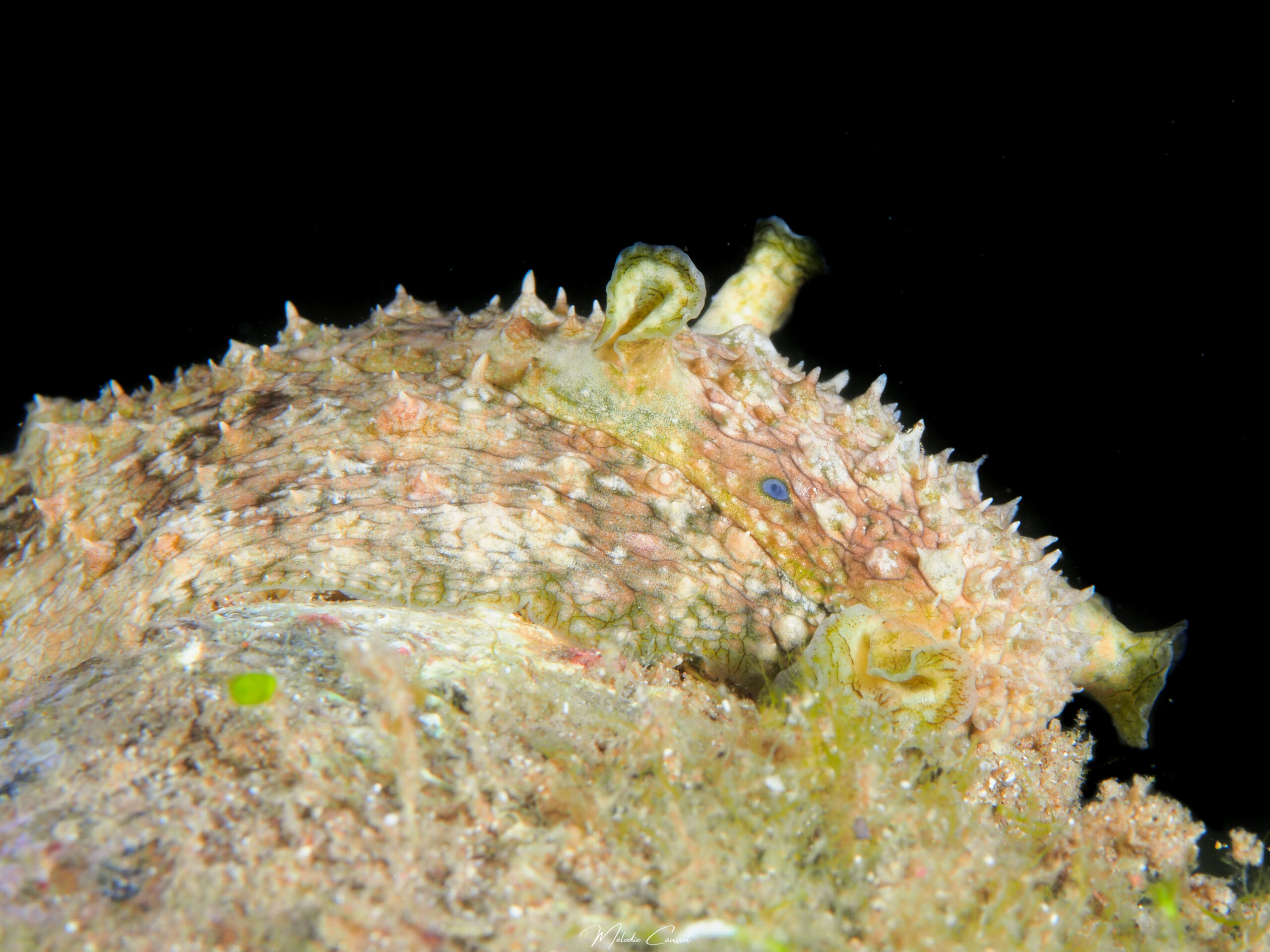 Dolabrifera sp.