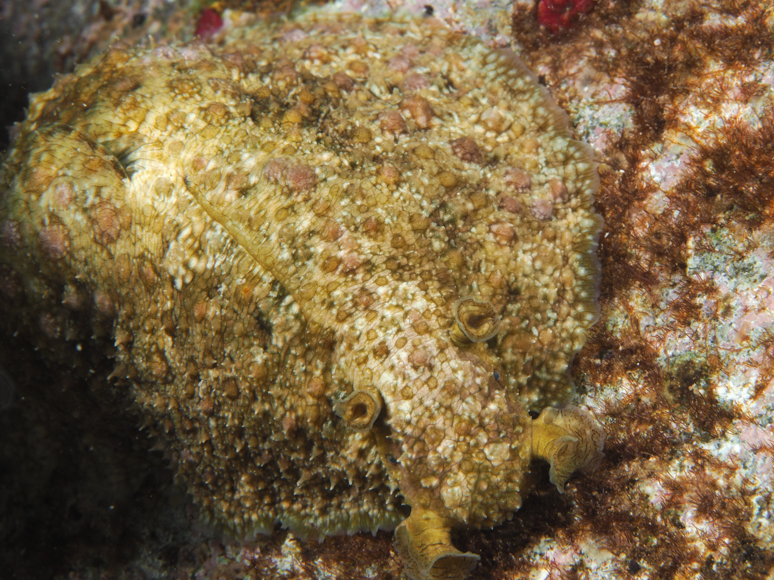 Dolabrifera sp.