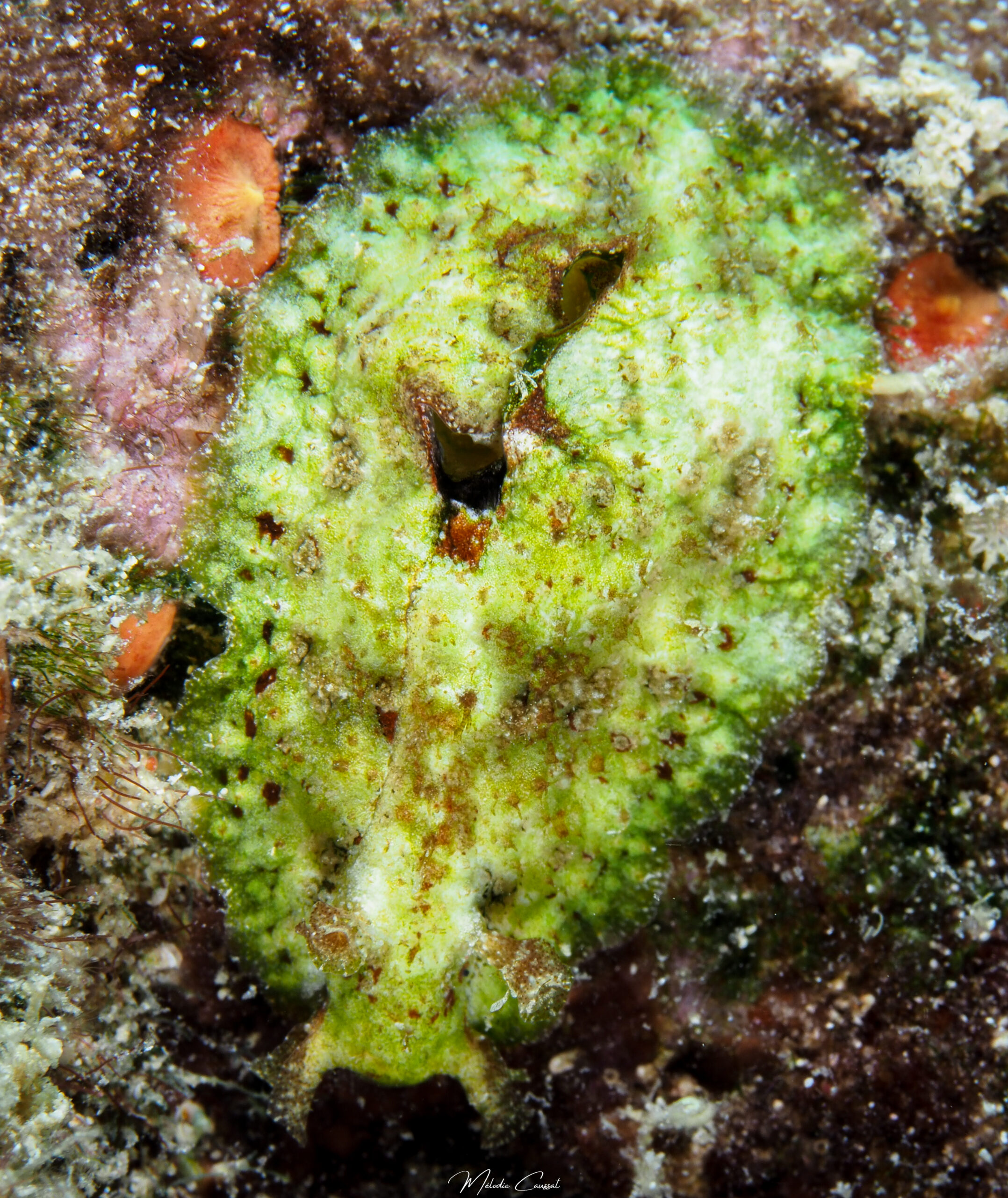 Dolabrifera sp.