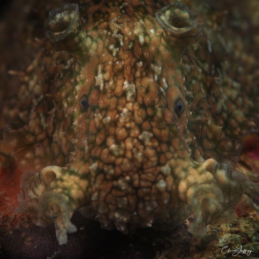 Dolabrifera sp.
