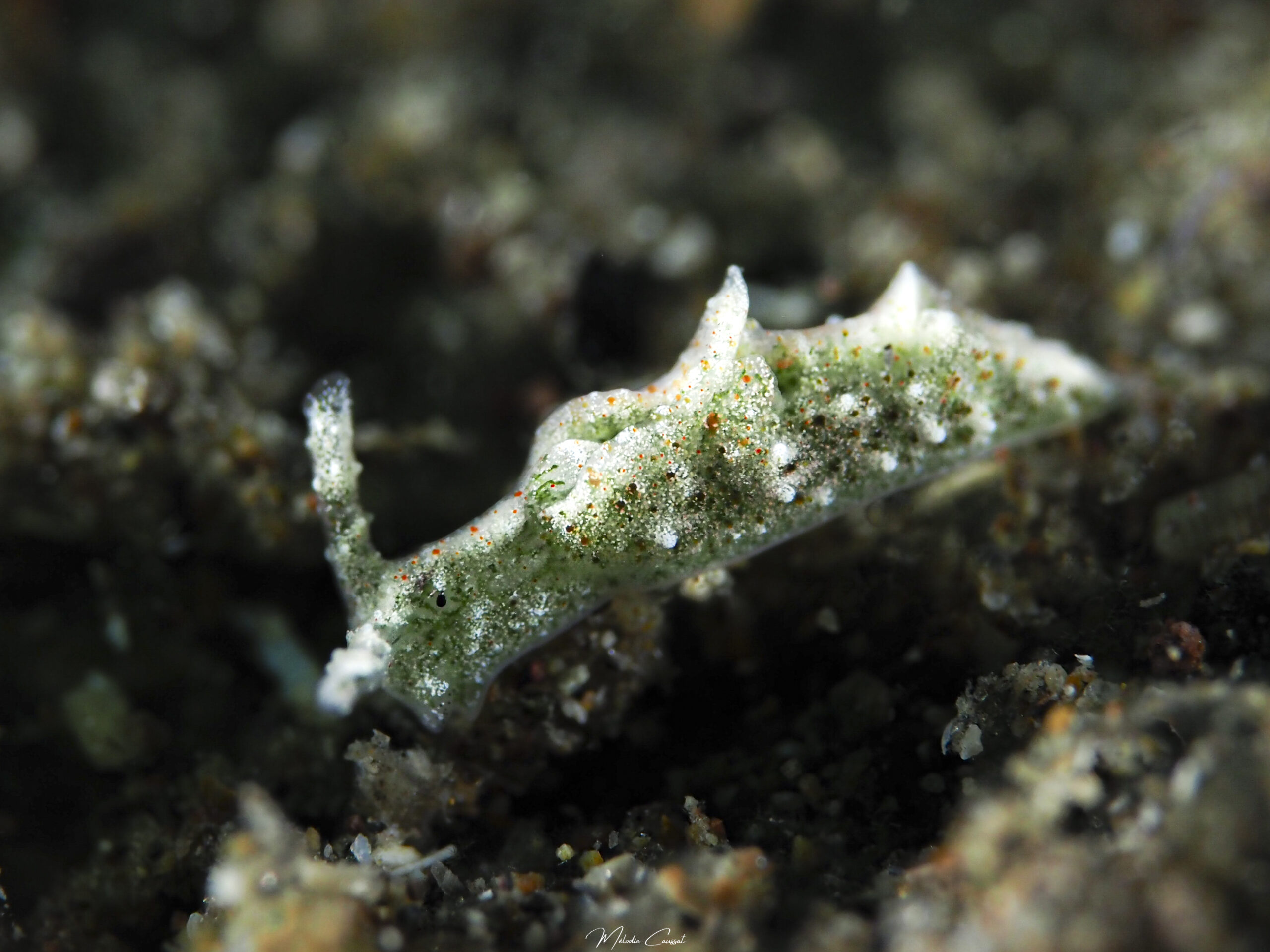 Elysia cornigera