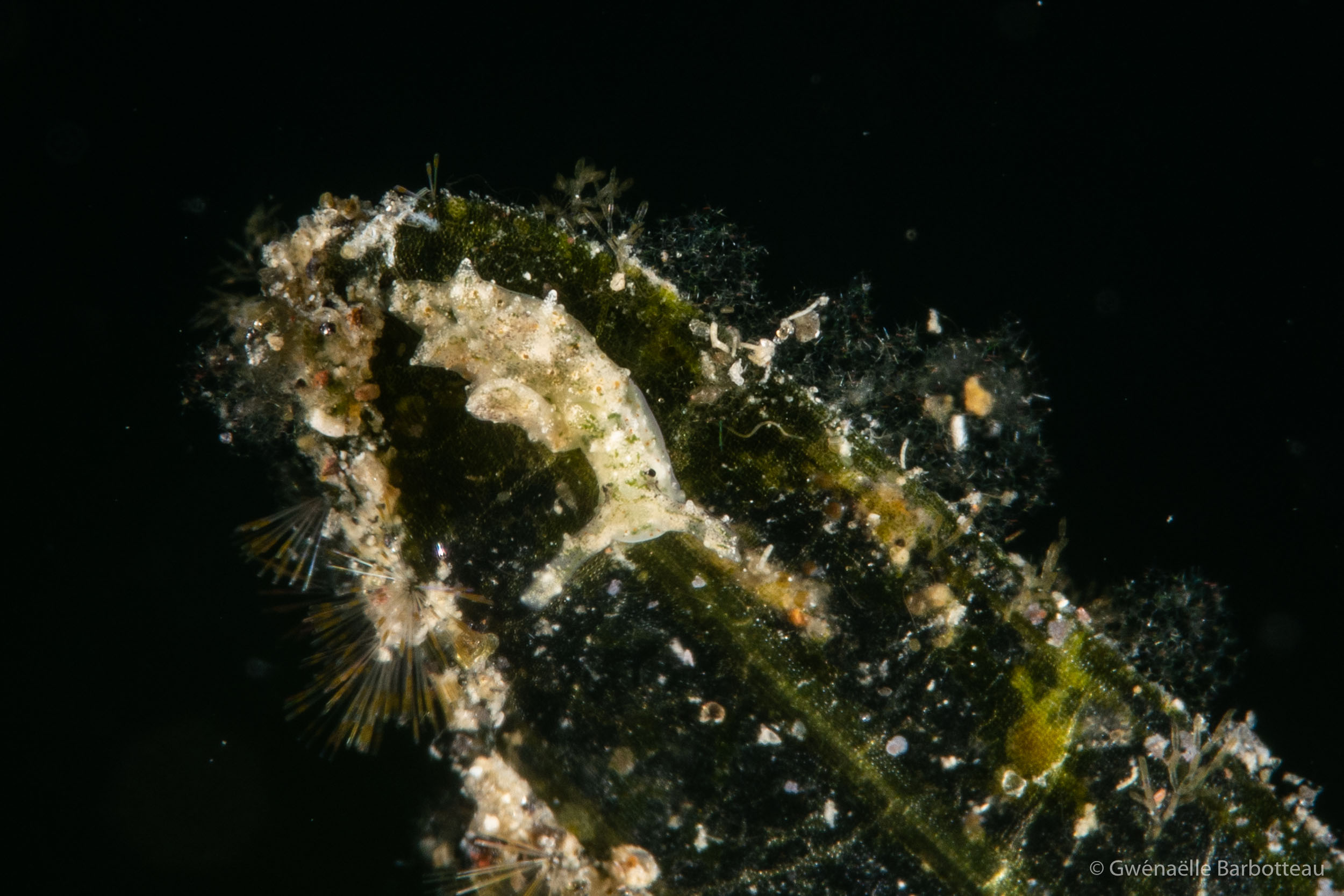 Elysia cornigera
