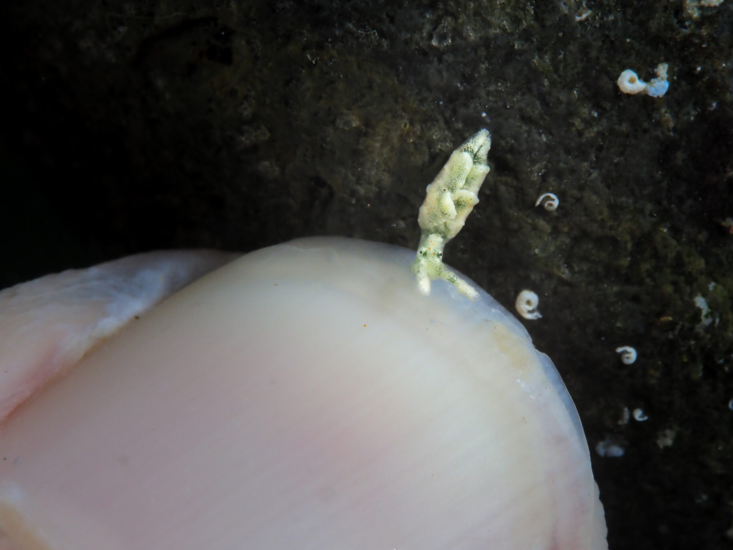 Elysia cornigera échelle
