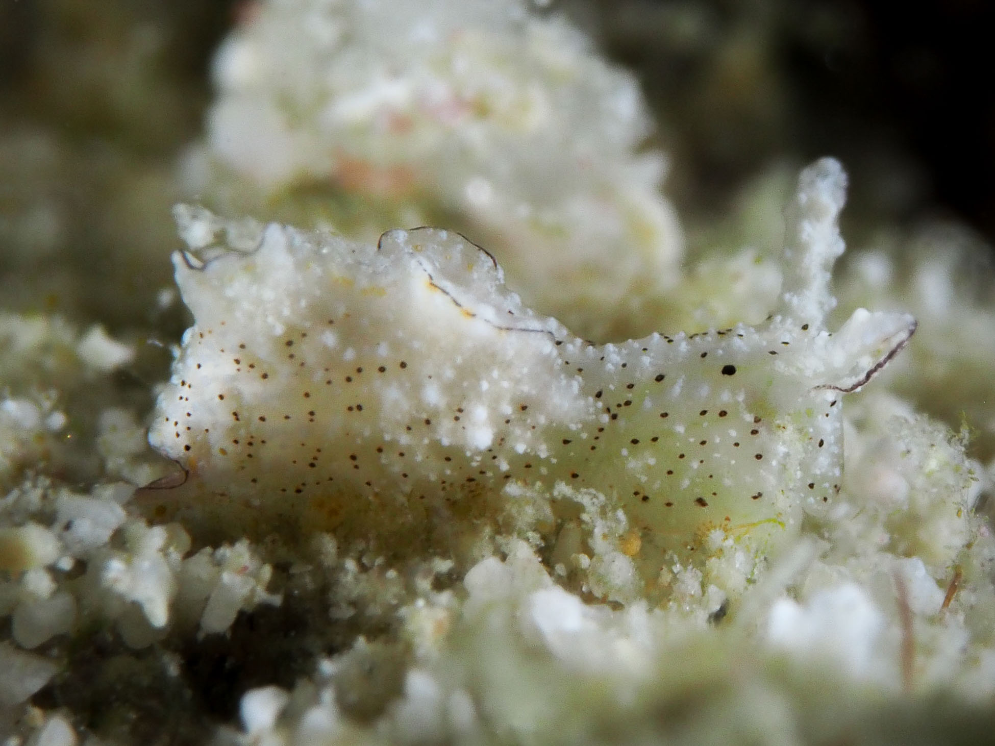 Elysia jibacoaensis