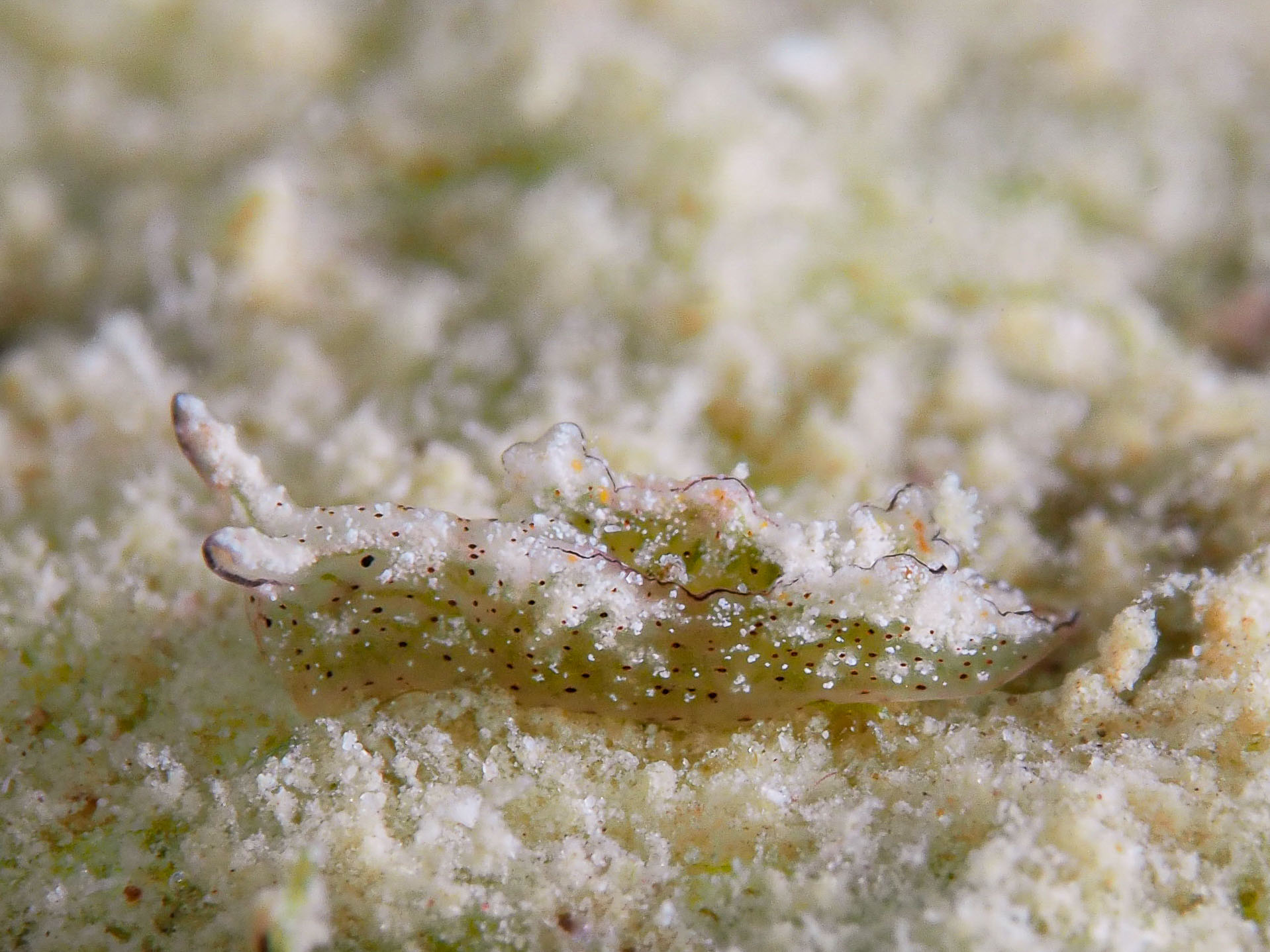 Elysia jibacoaensis