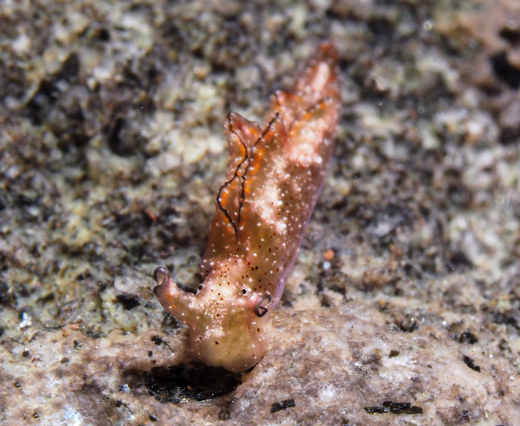 Elysia jibacoaensis