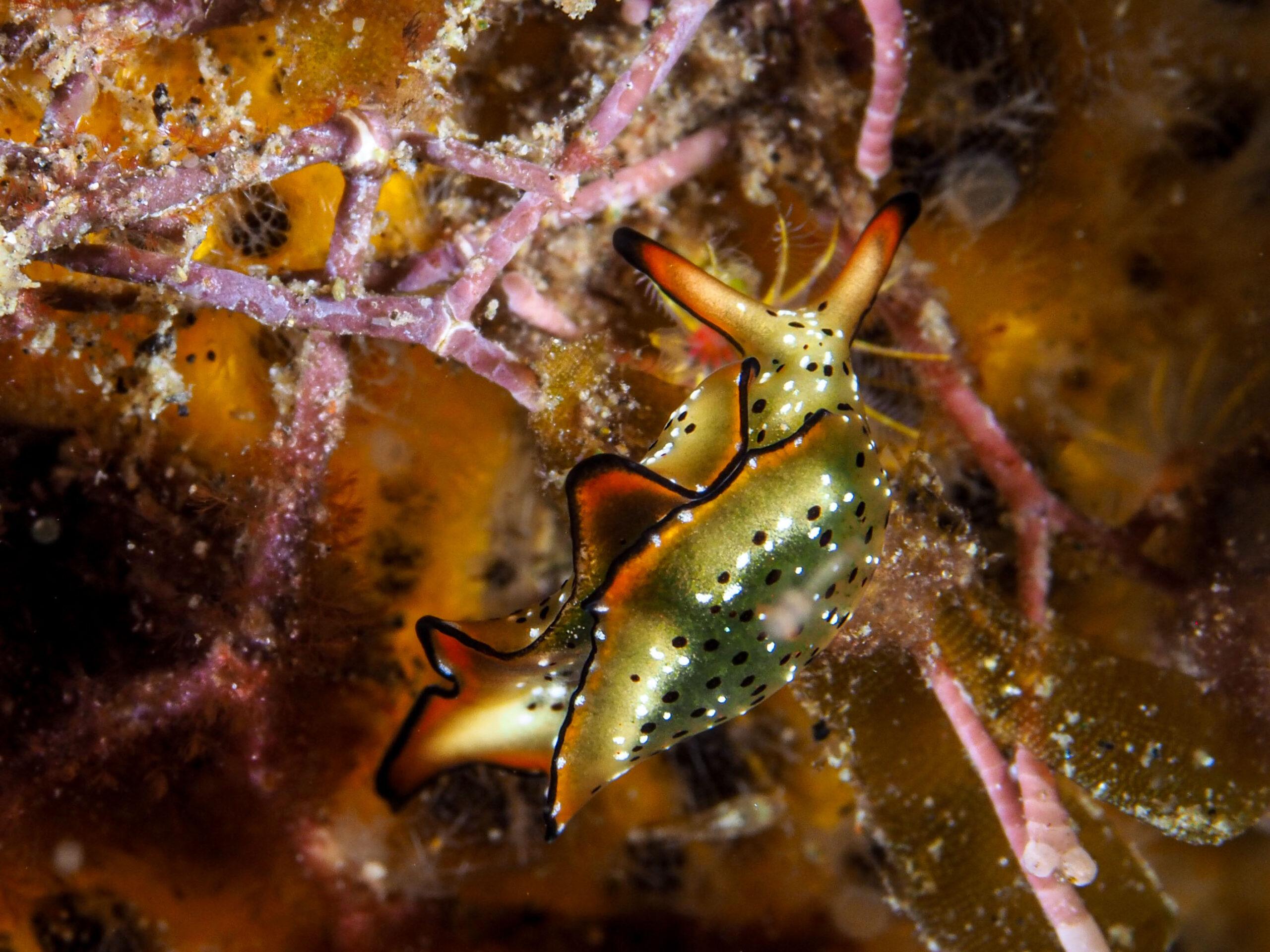 Elysia ornata