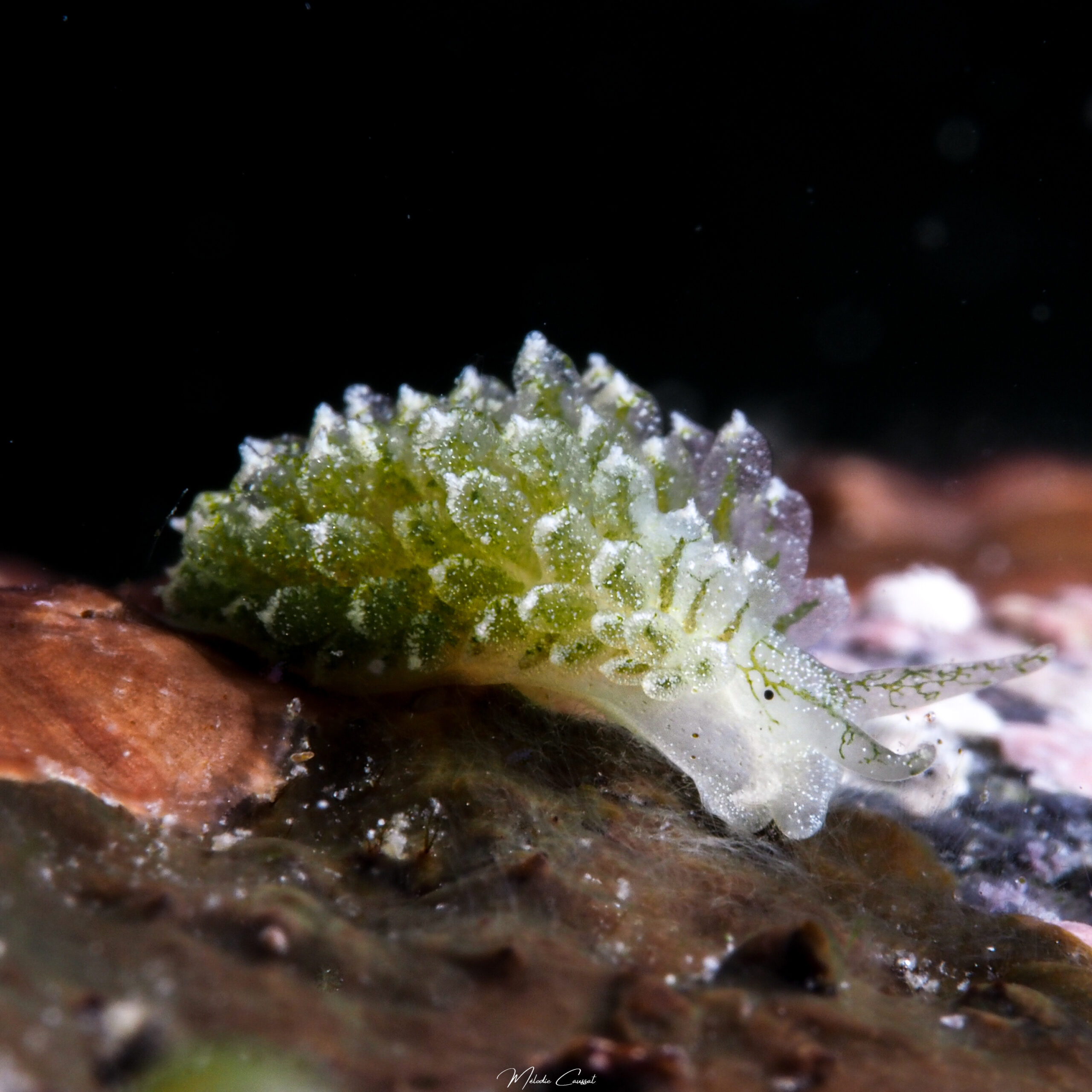 Ercolania coerulea