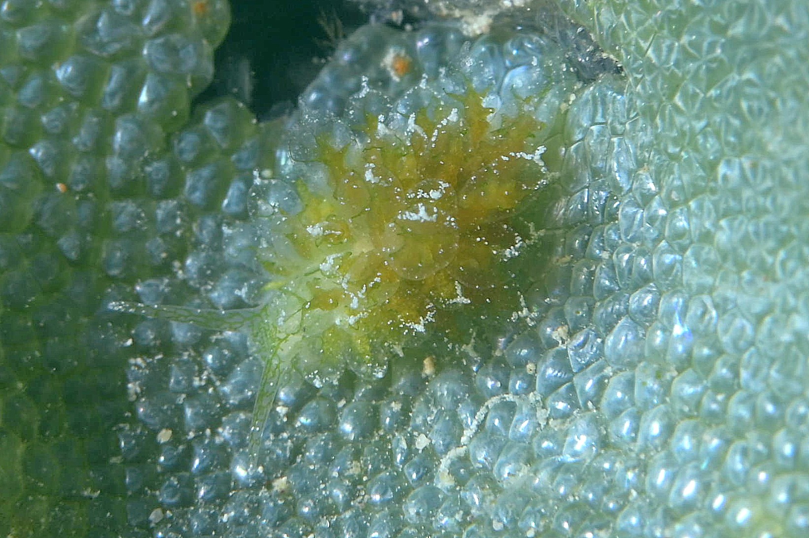 Ercolania coerulea