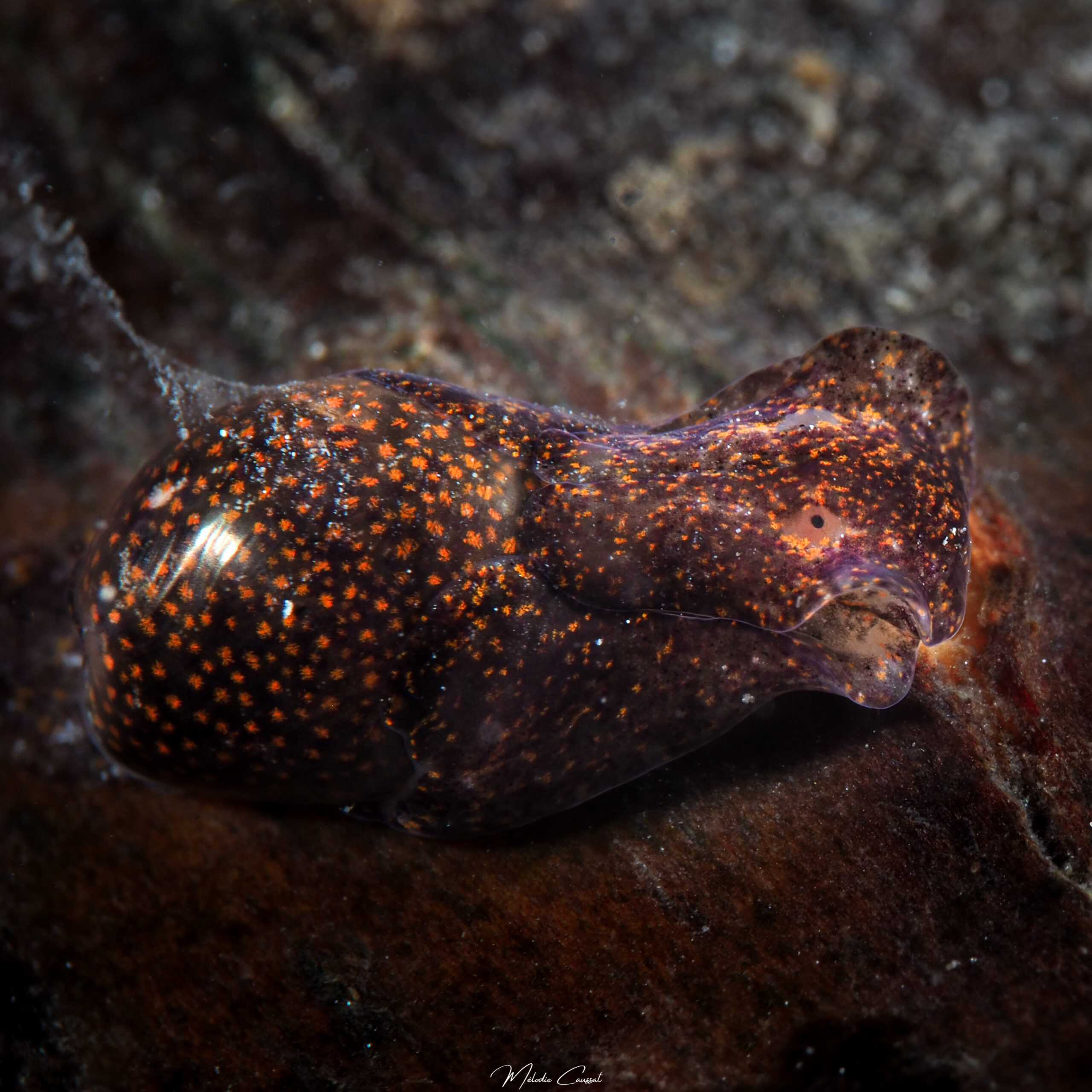 Haminoea antillarum