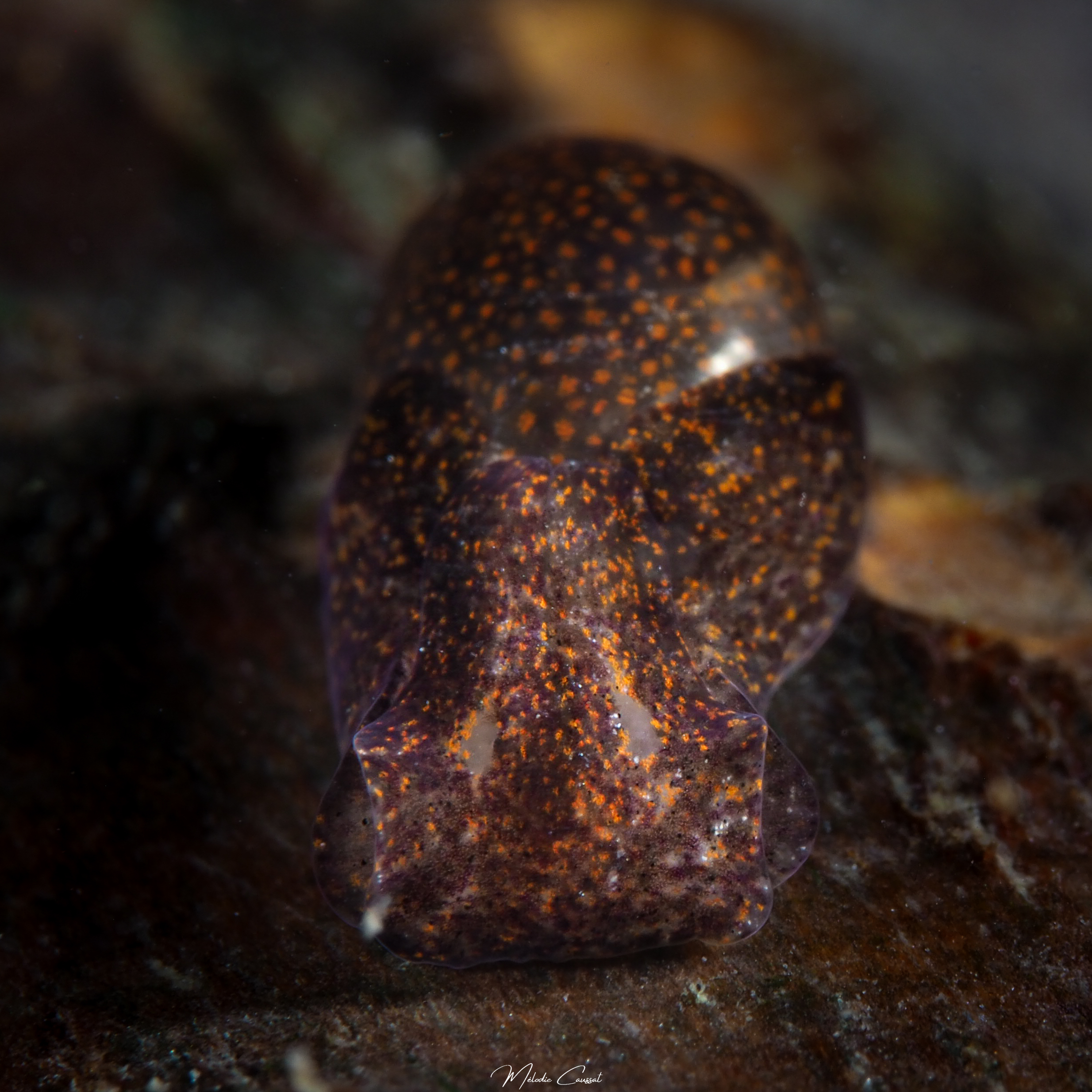Haminoea antillarum
