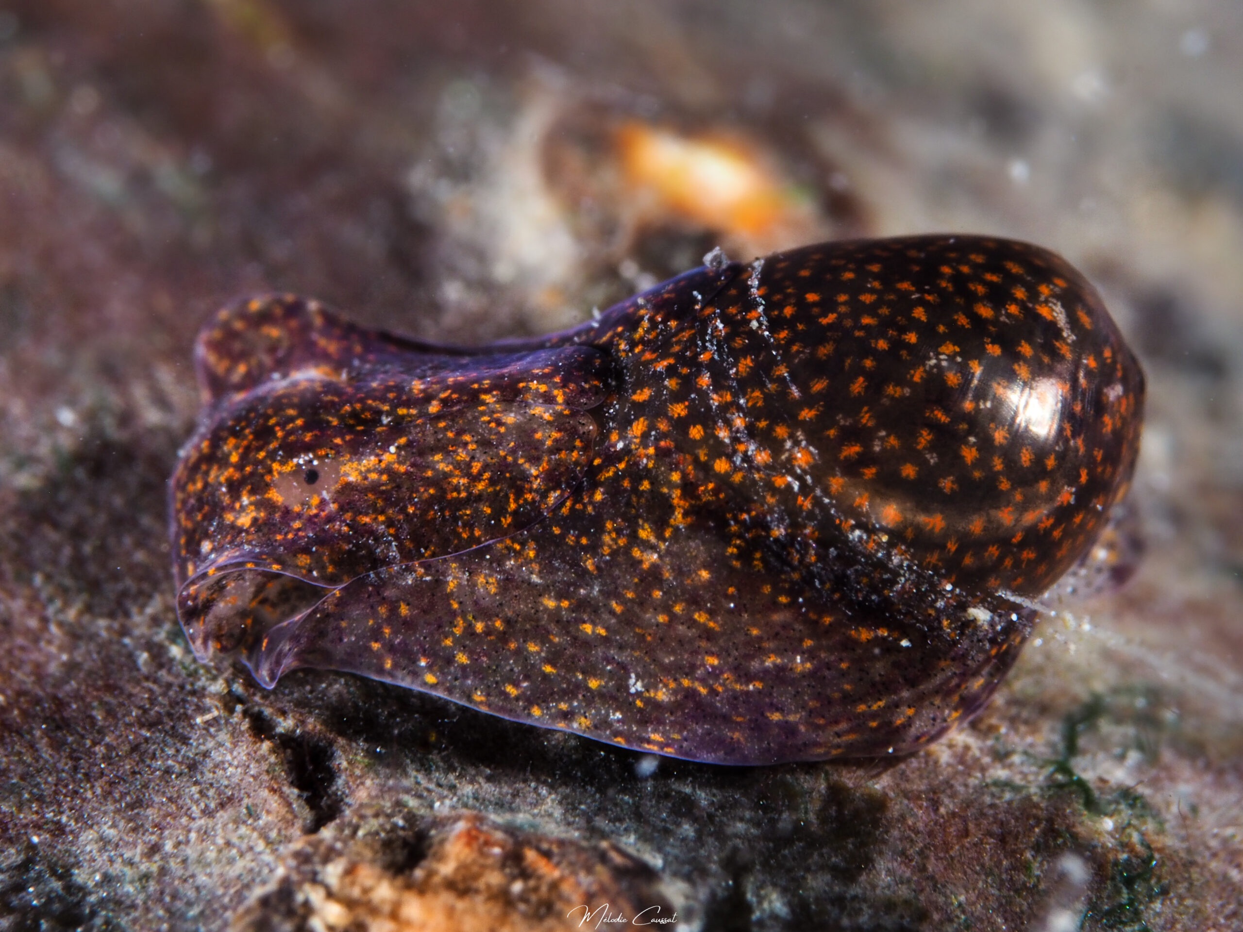 Haminoea antillarum