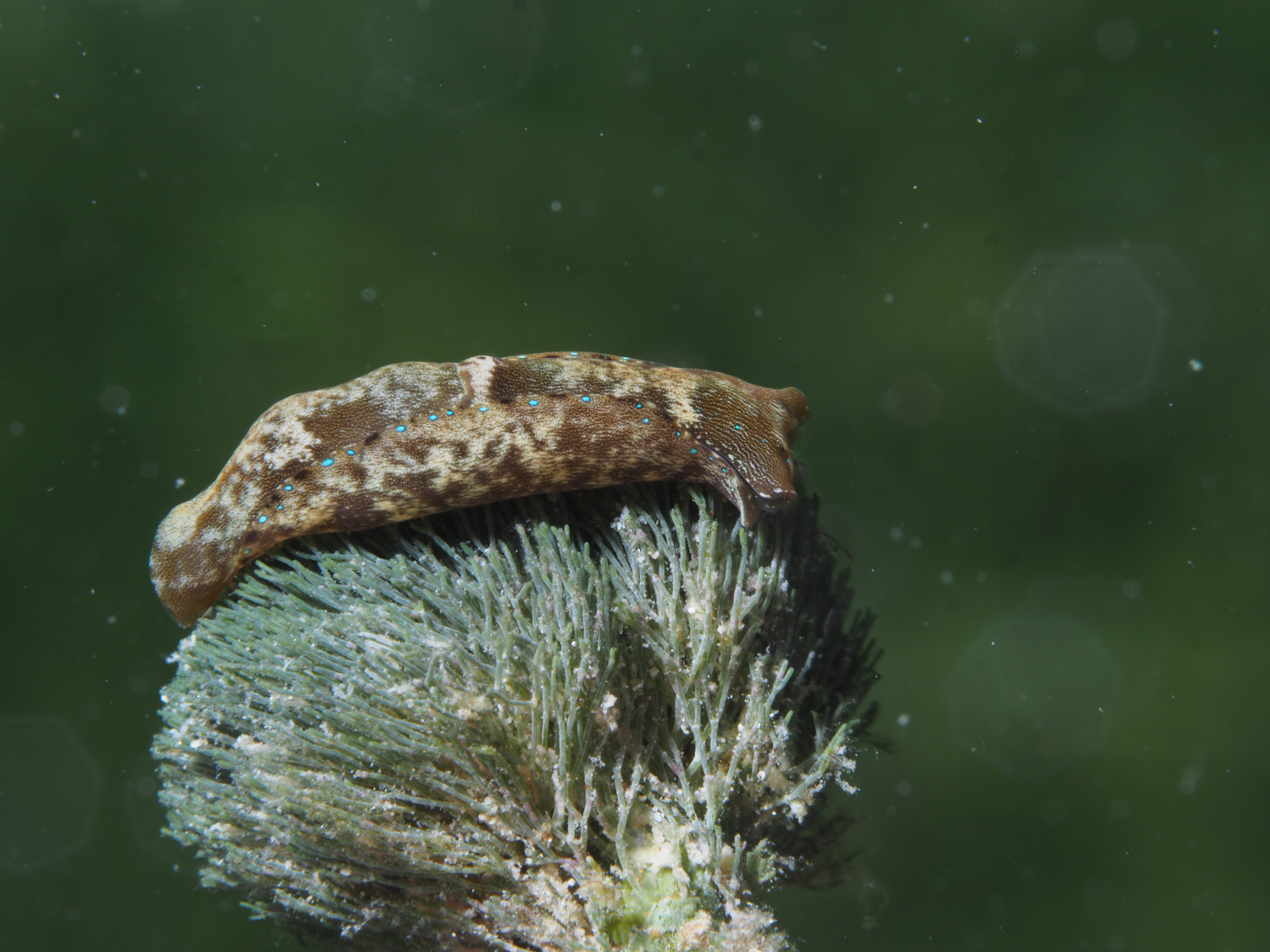 Navanax gemmatus