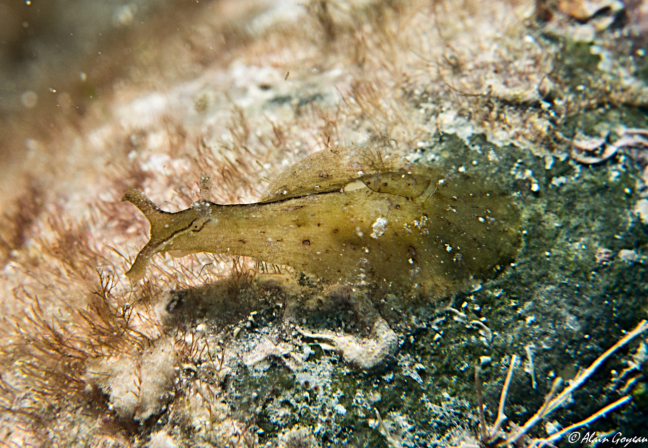 Petalifera petalifera