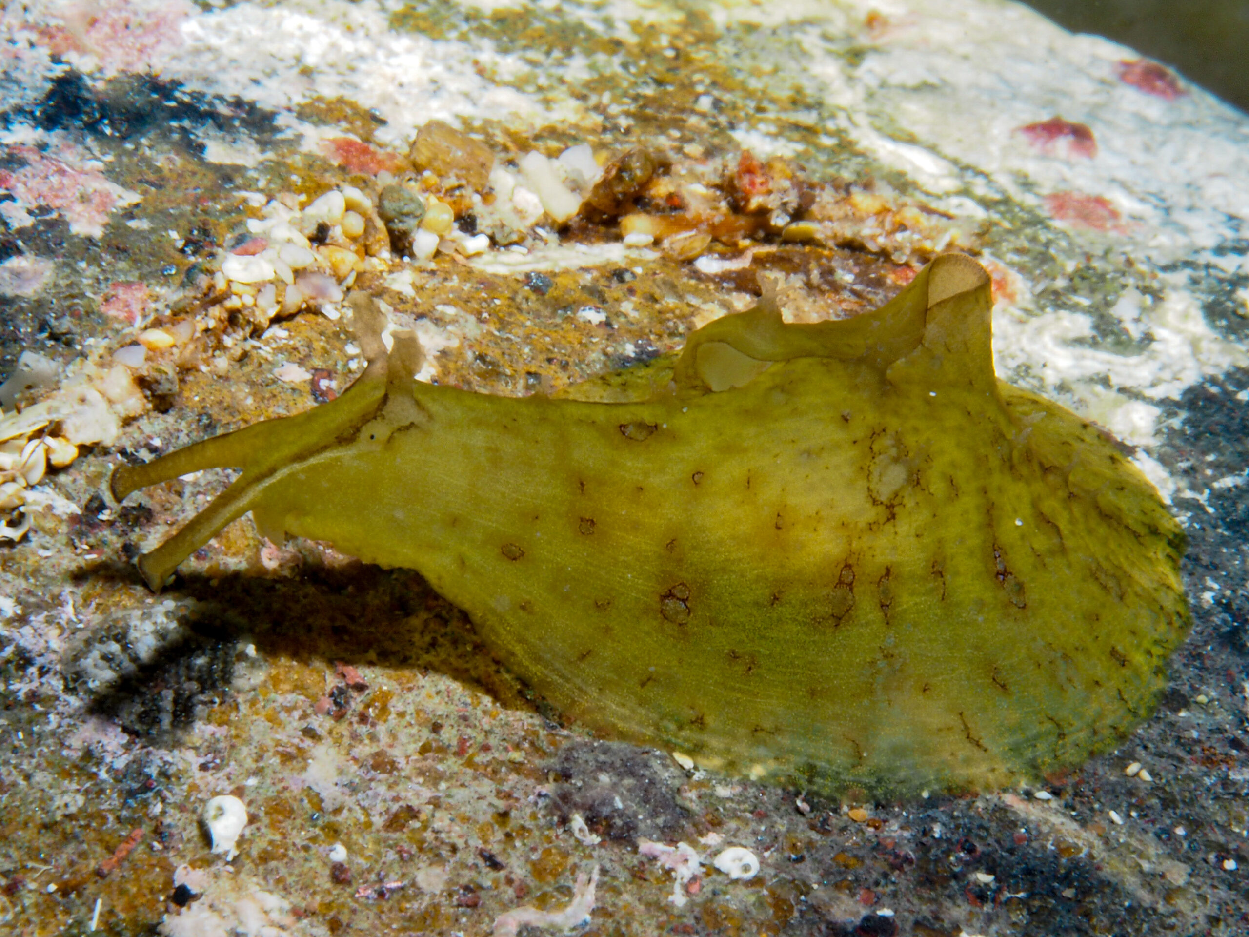 Petalifera petalifera