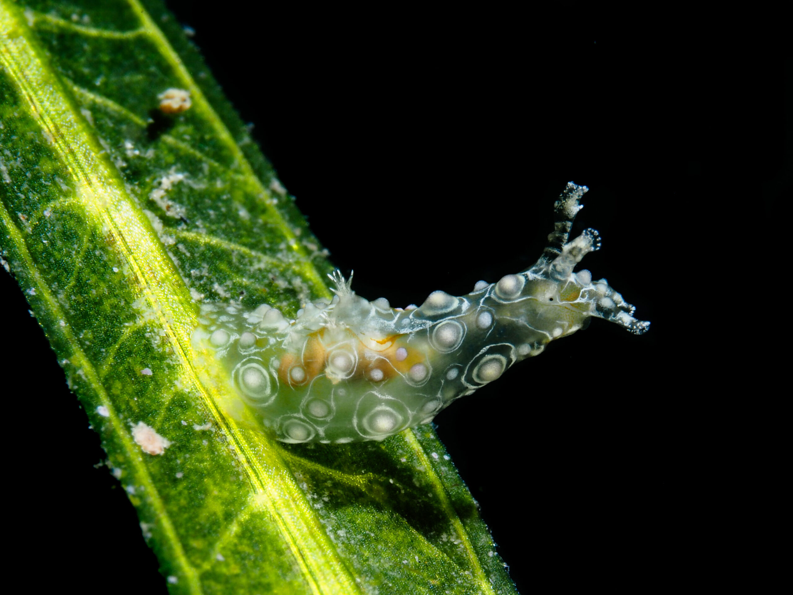 Petalifera ramosa