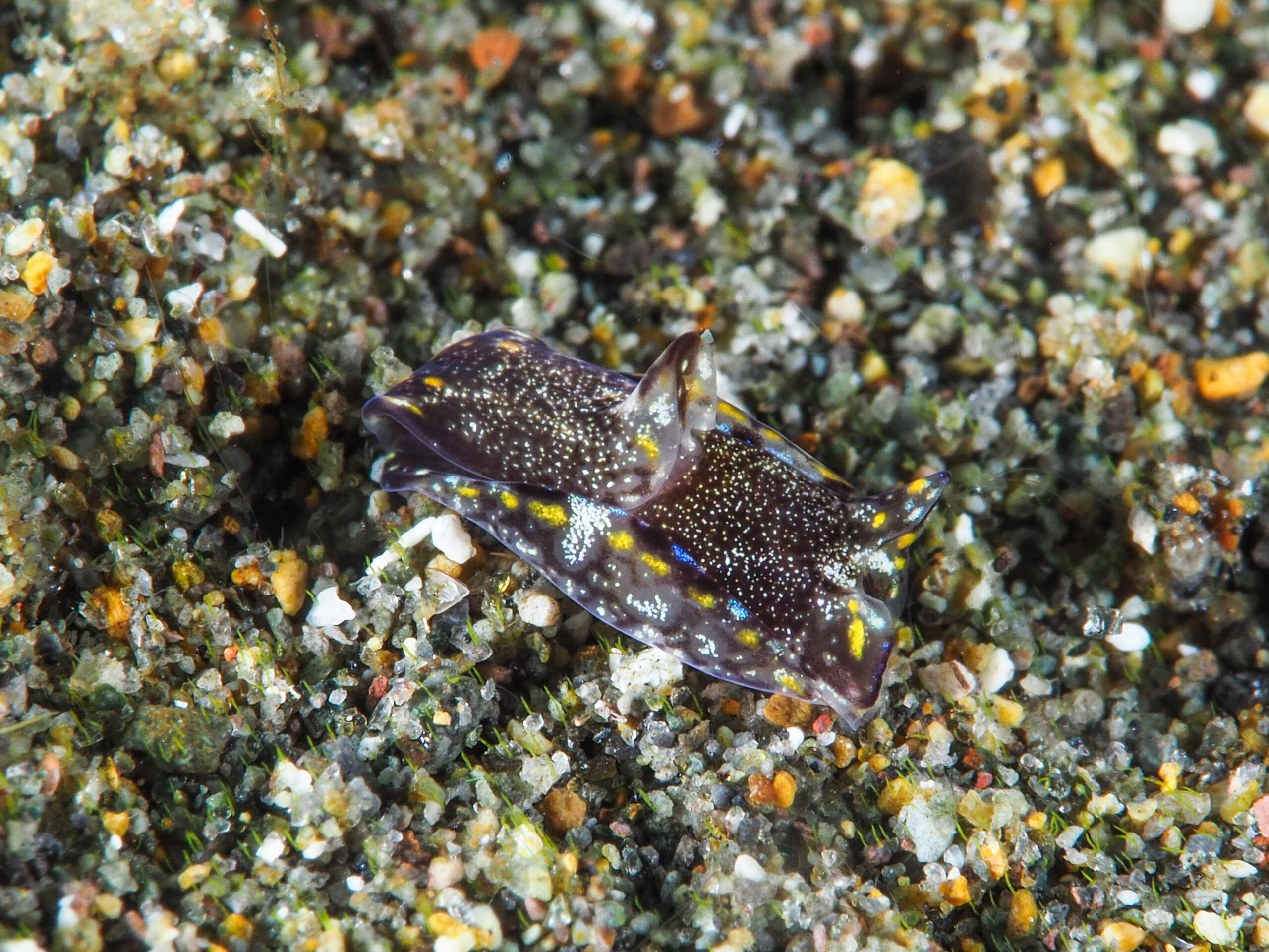 Philinopsis pusa