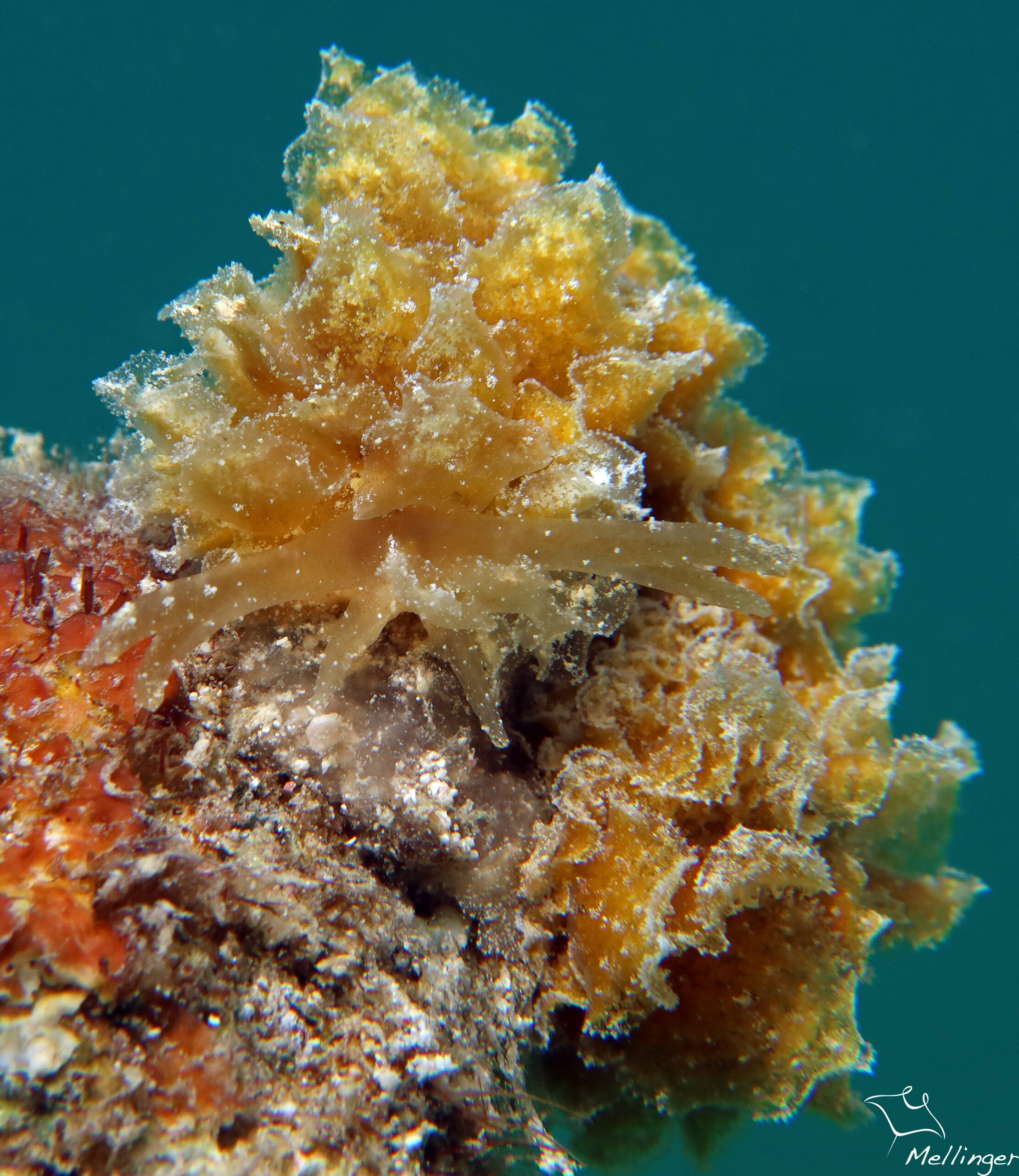 Polybranchia schmekelae