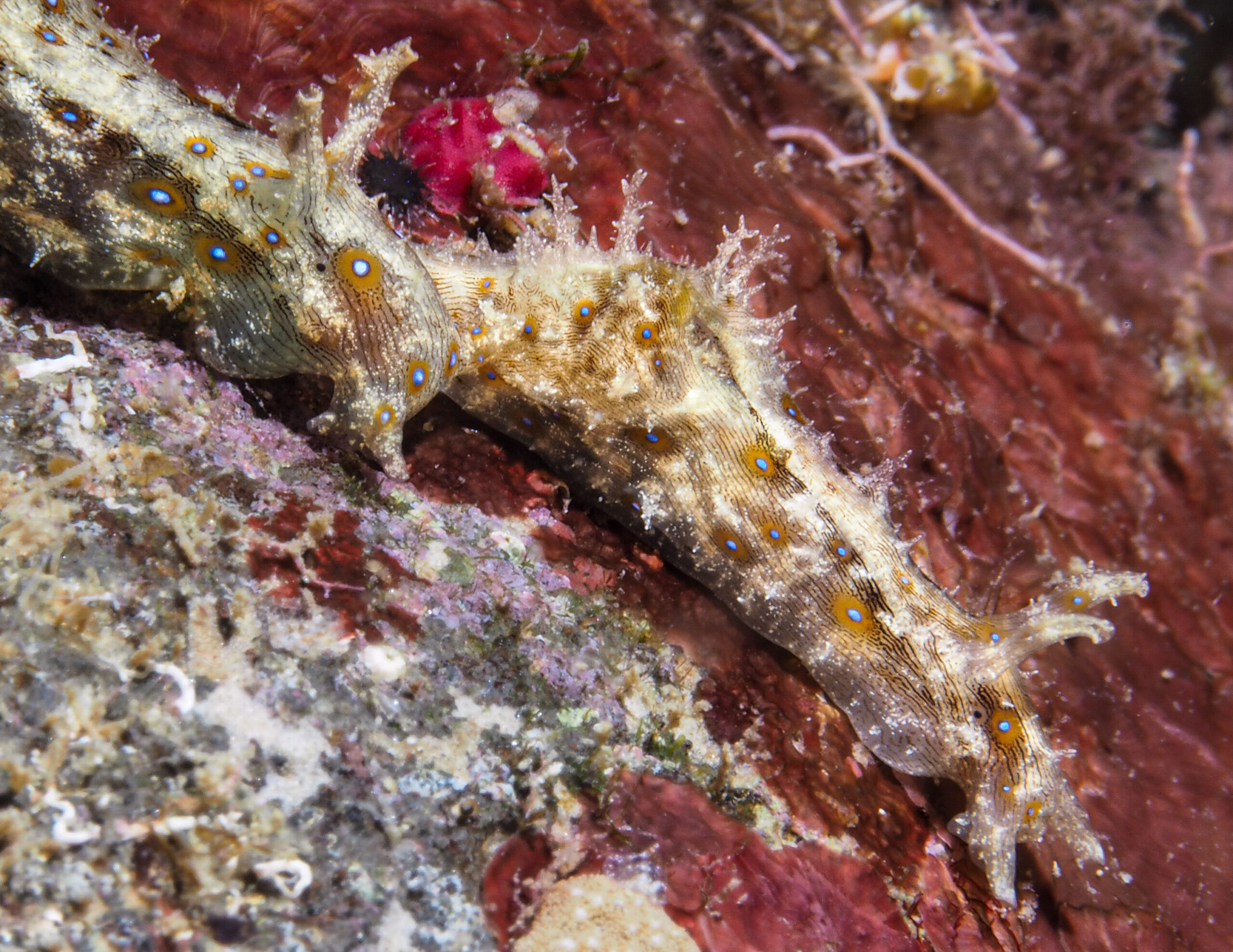 Stylocheilus polyomma