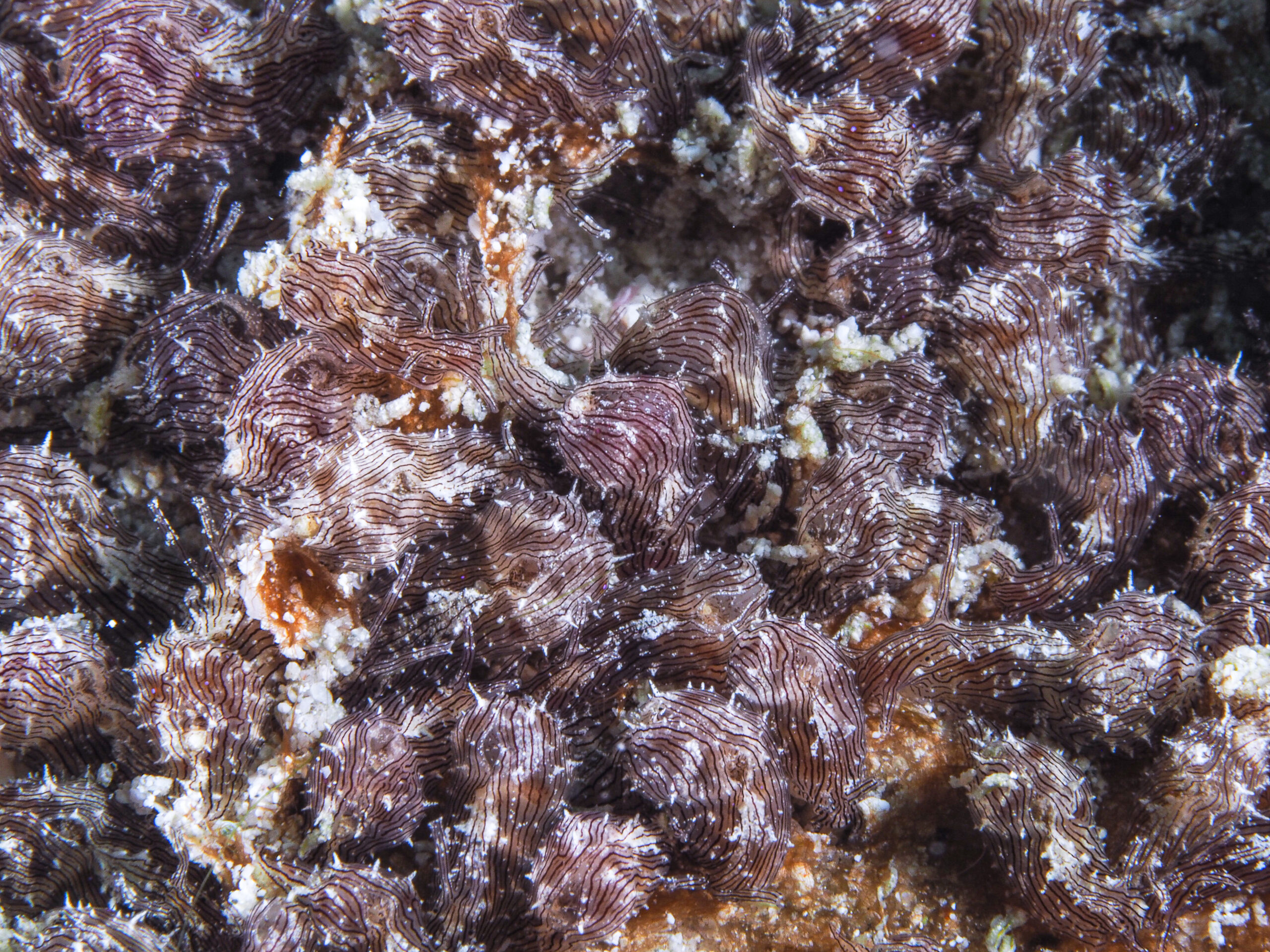 Stylocheilus polyomma