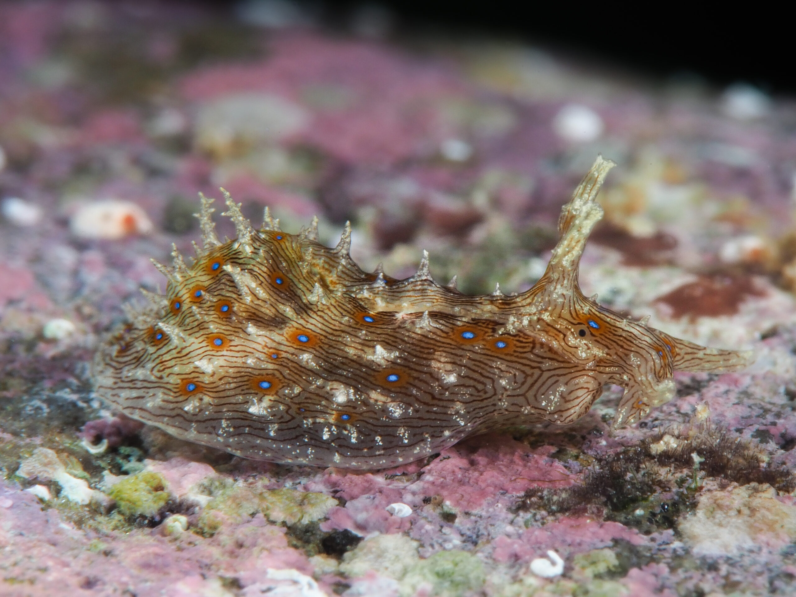 Stylocheilus polyomma